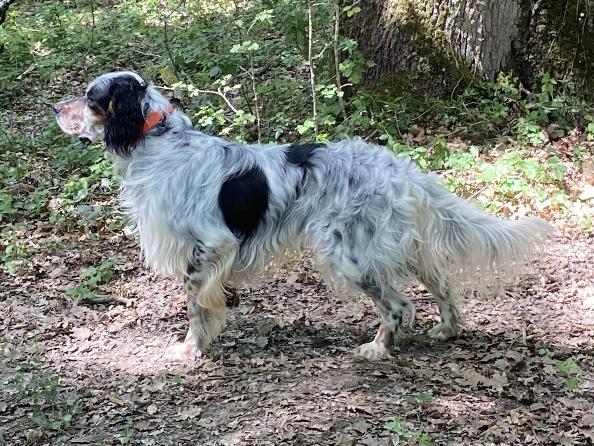 PENSION CANINE DES CABANES TCHANQUEES — photo