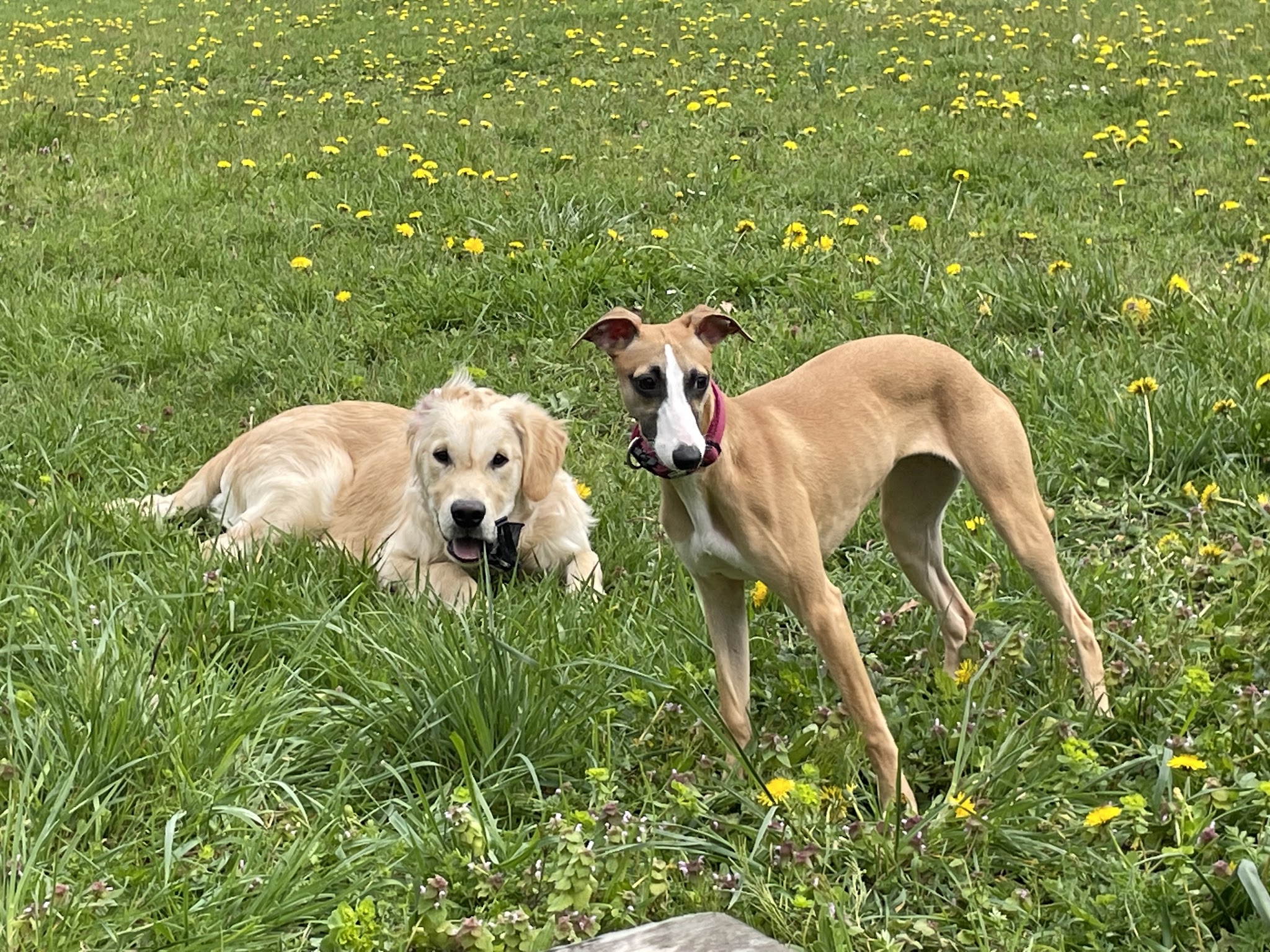 PENSION CANINE DES CABANES TCHANQUEES — photo
