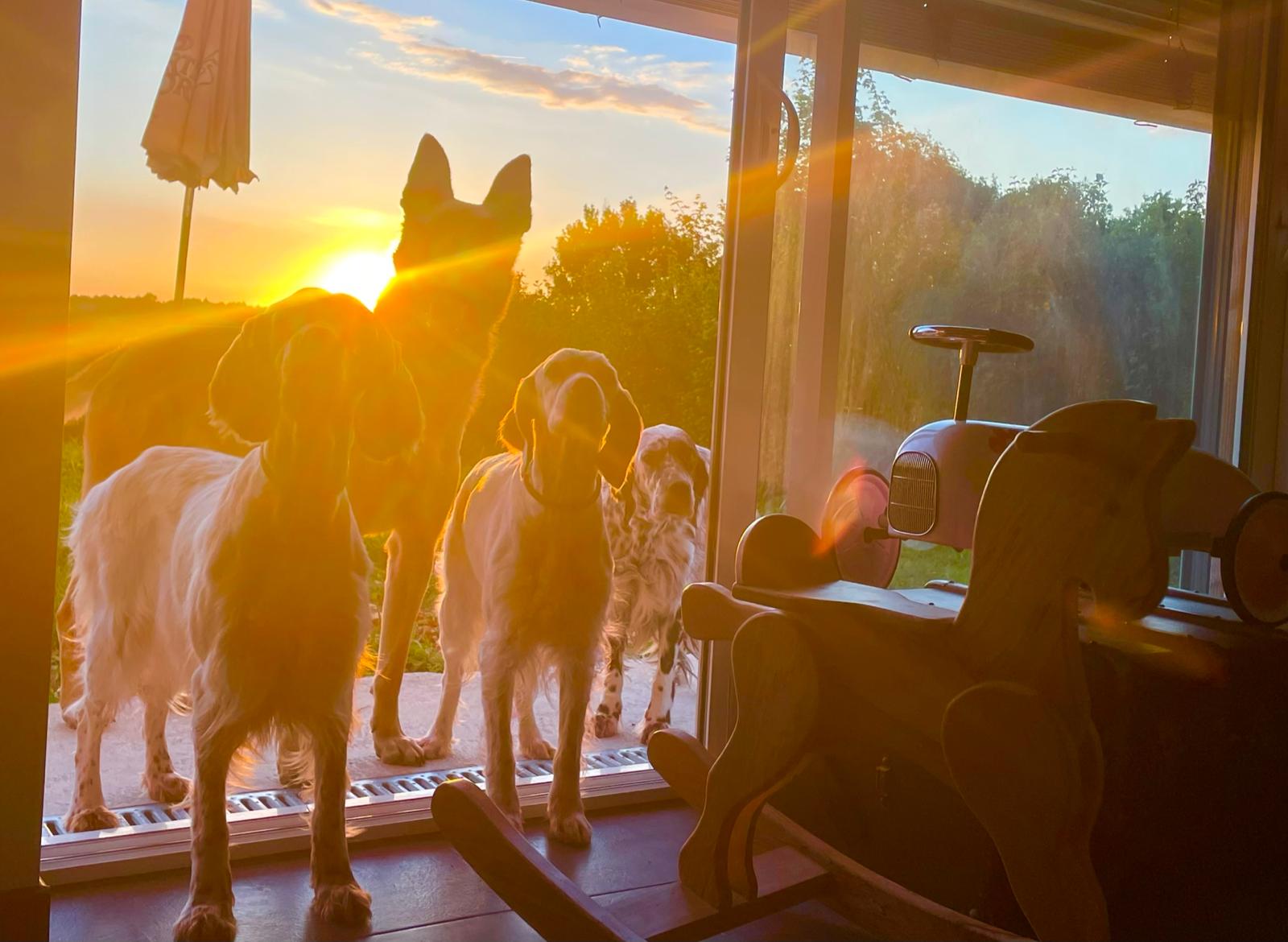 PENSION CANINE DES CABANES TCHANQUEES — photo