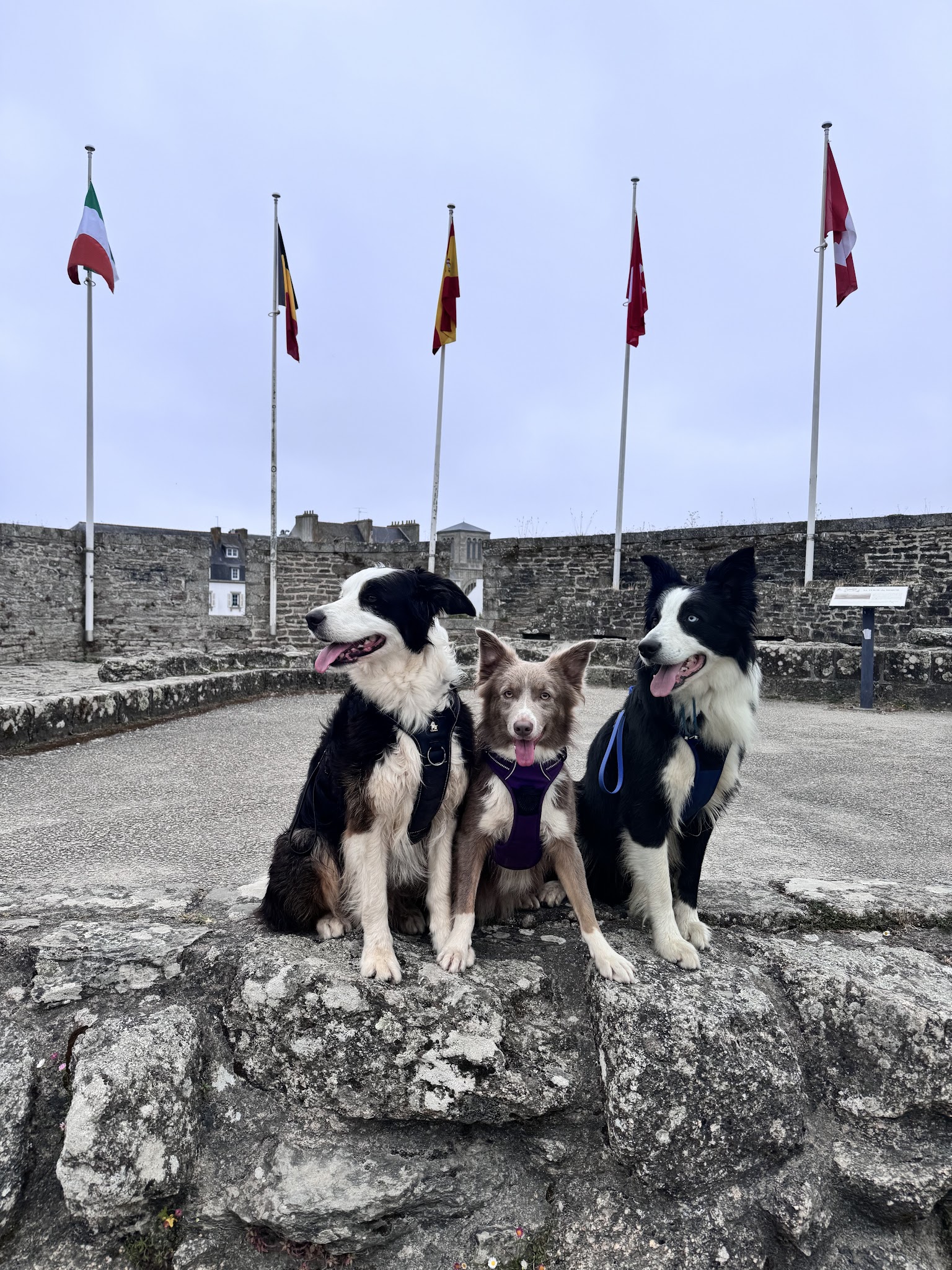 Compagnons Canins — photo
