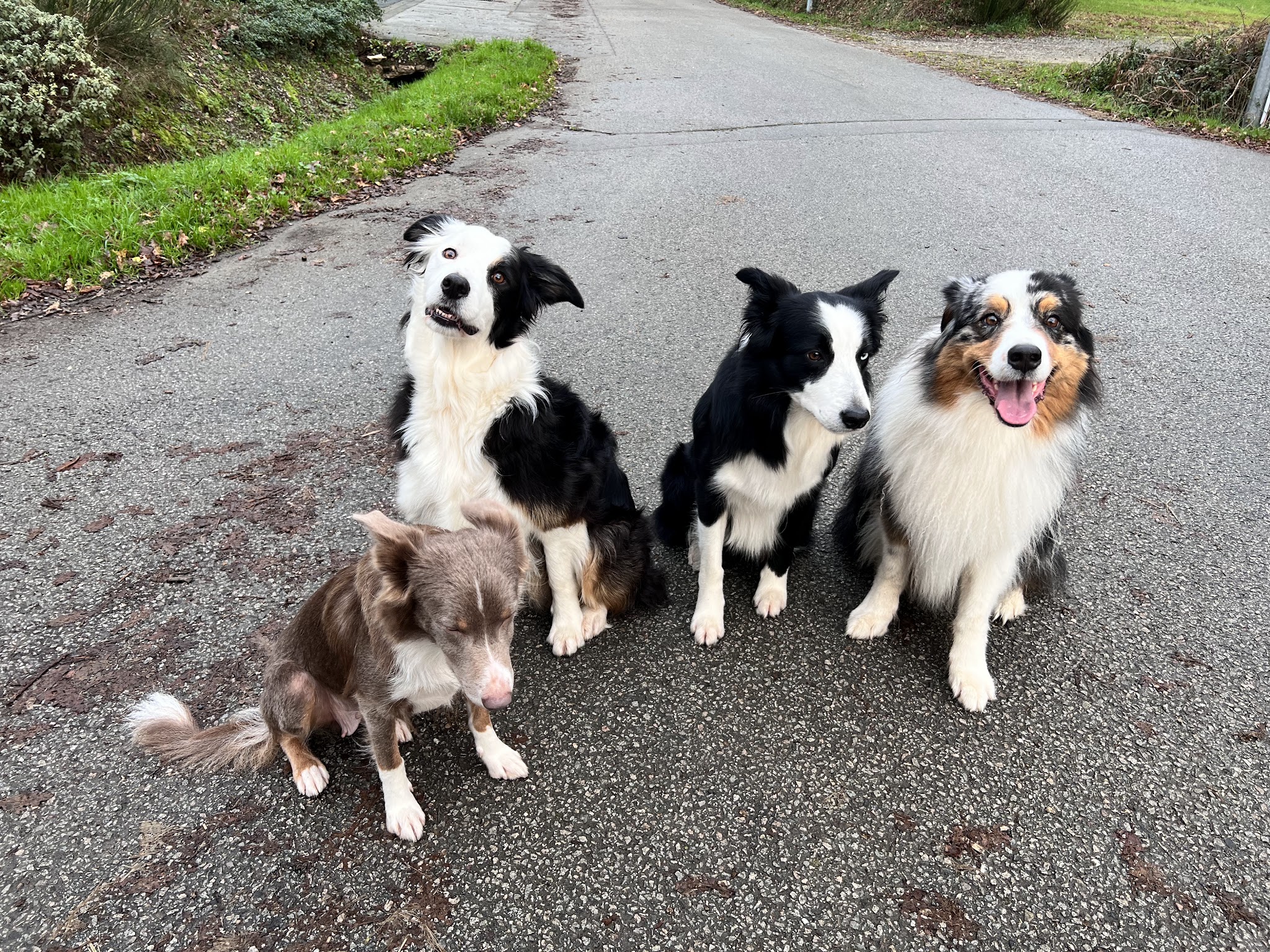 Compagnons Canins