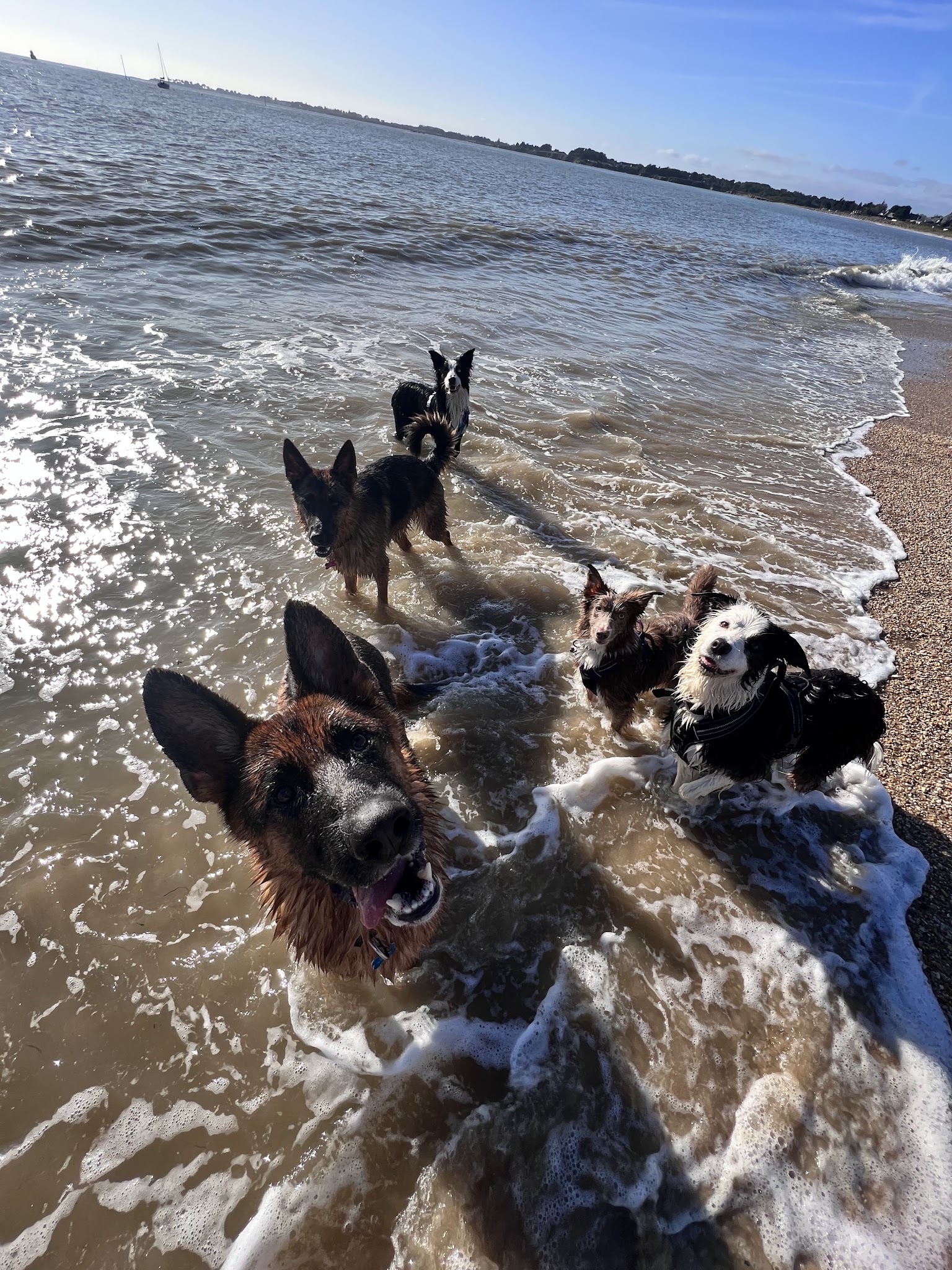 Compagnons Canins — photo