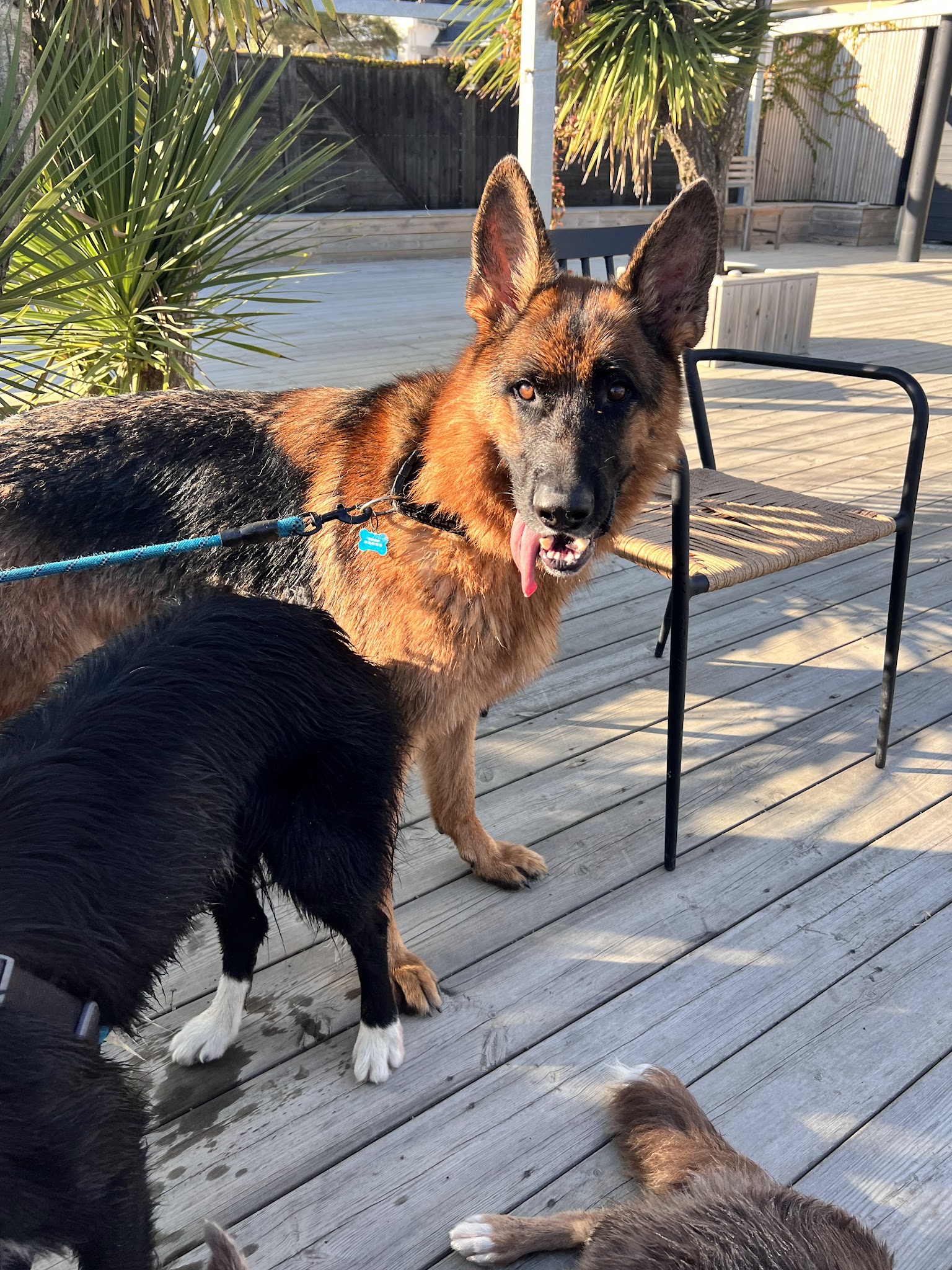 Compagnons Canins — photo