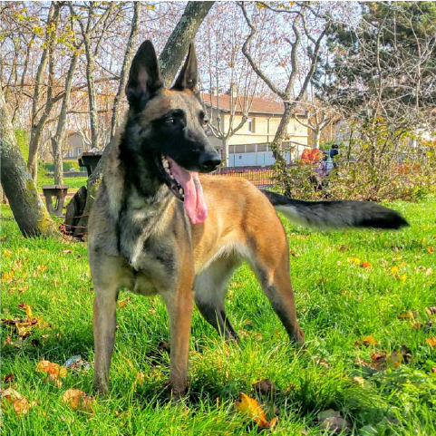 JULIEN EDU'CANINE