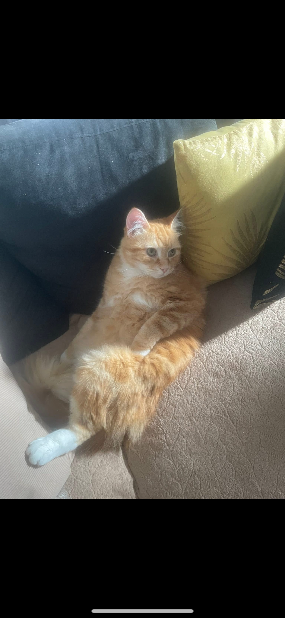 Lola_petsitter30 — photo