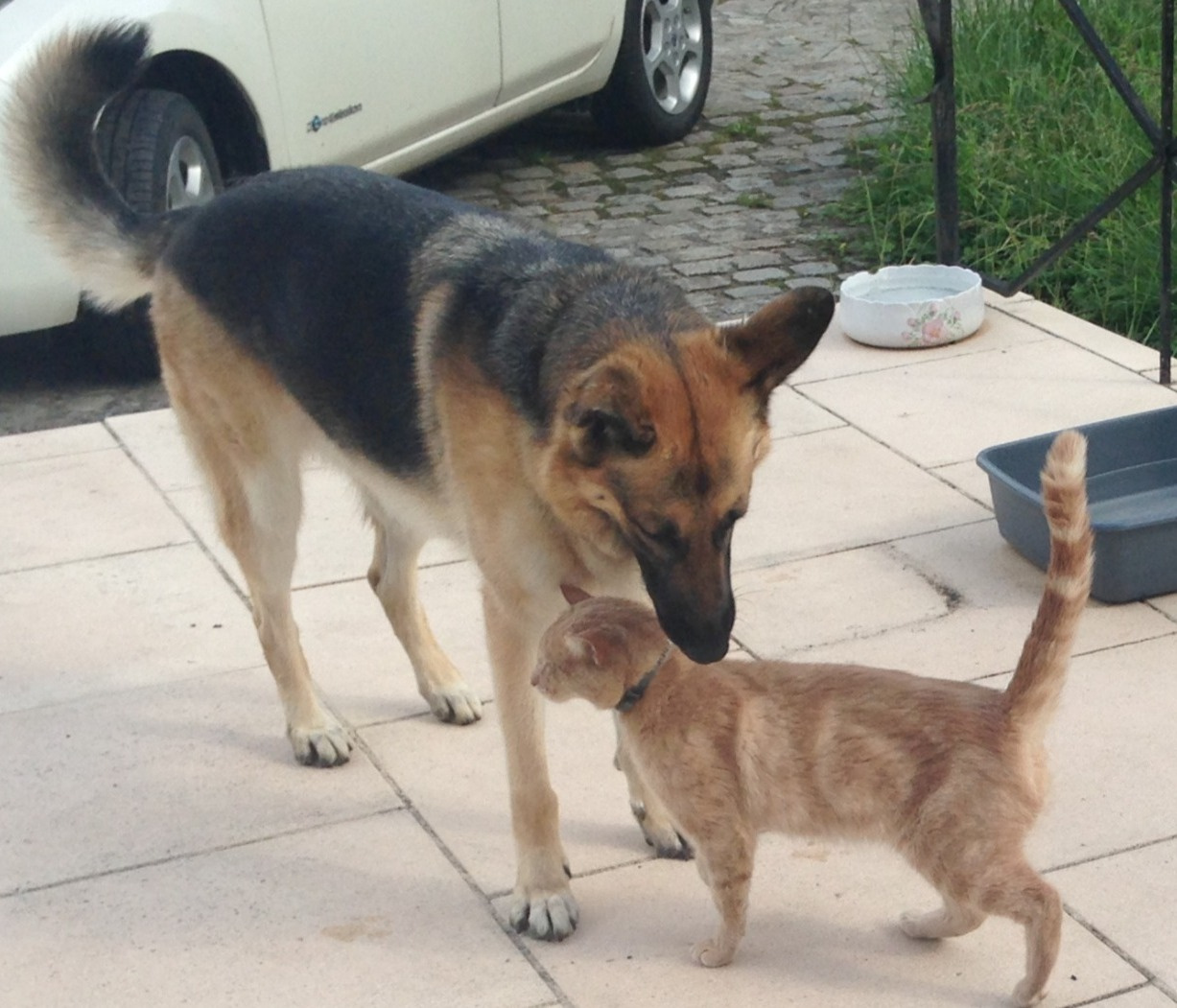 Garde animaux & Comportement — photo