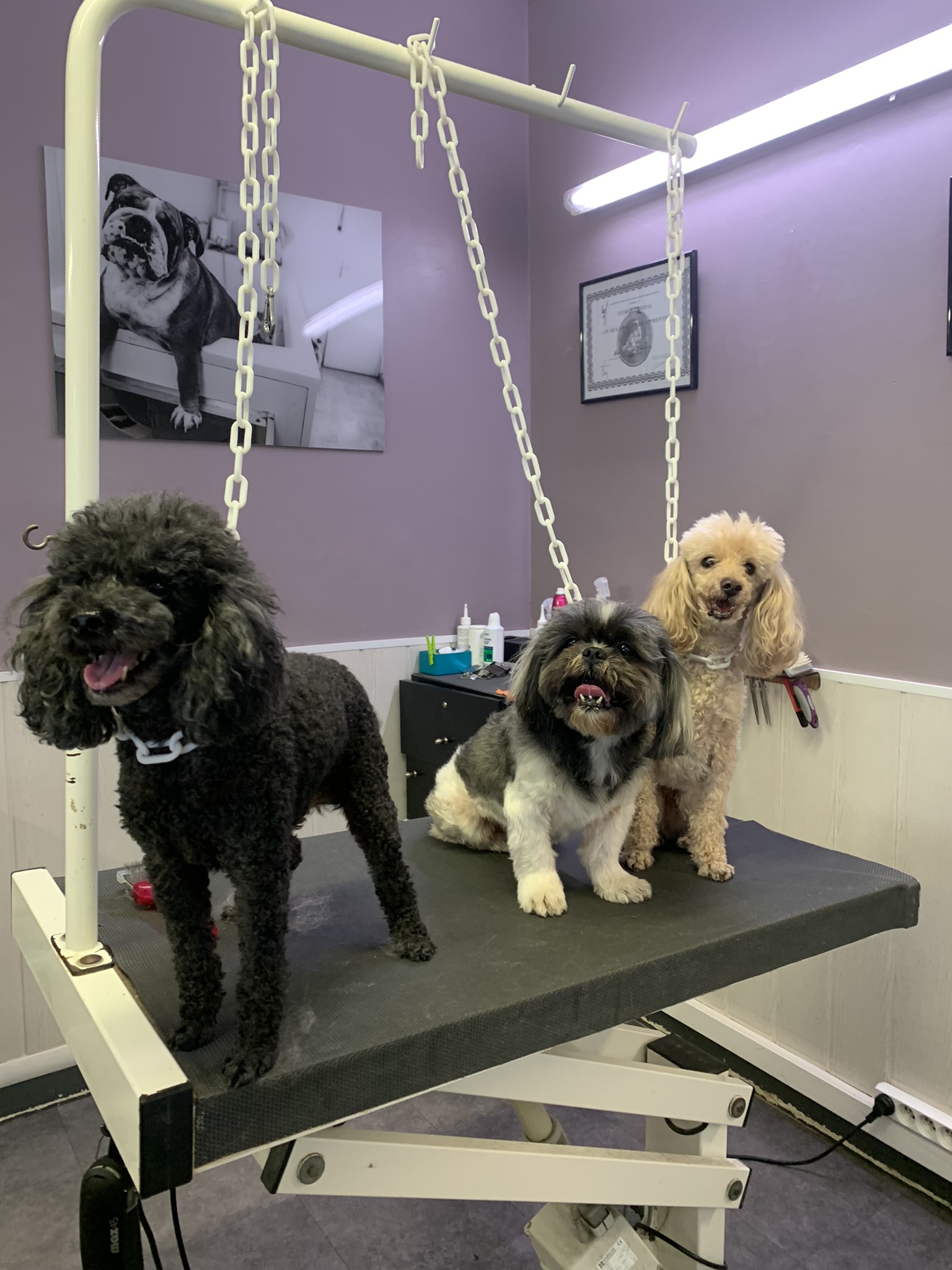 Martin Animal Service — photo