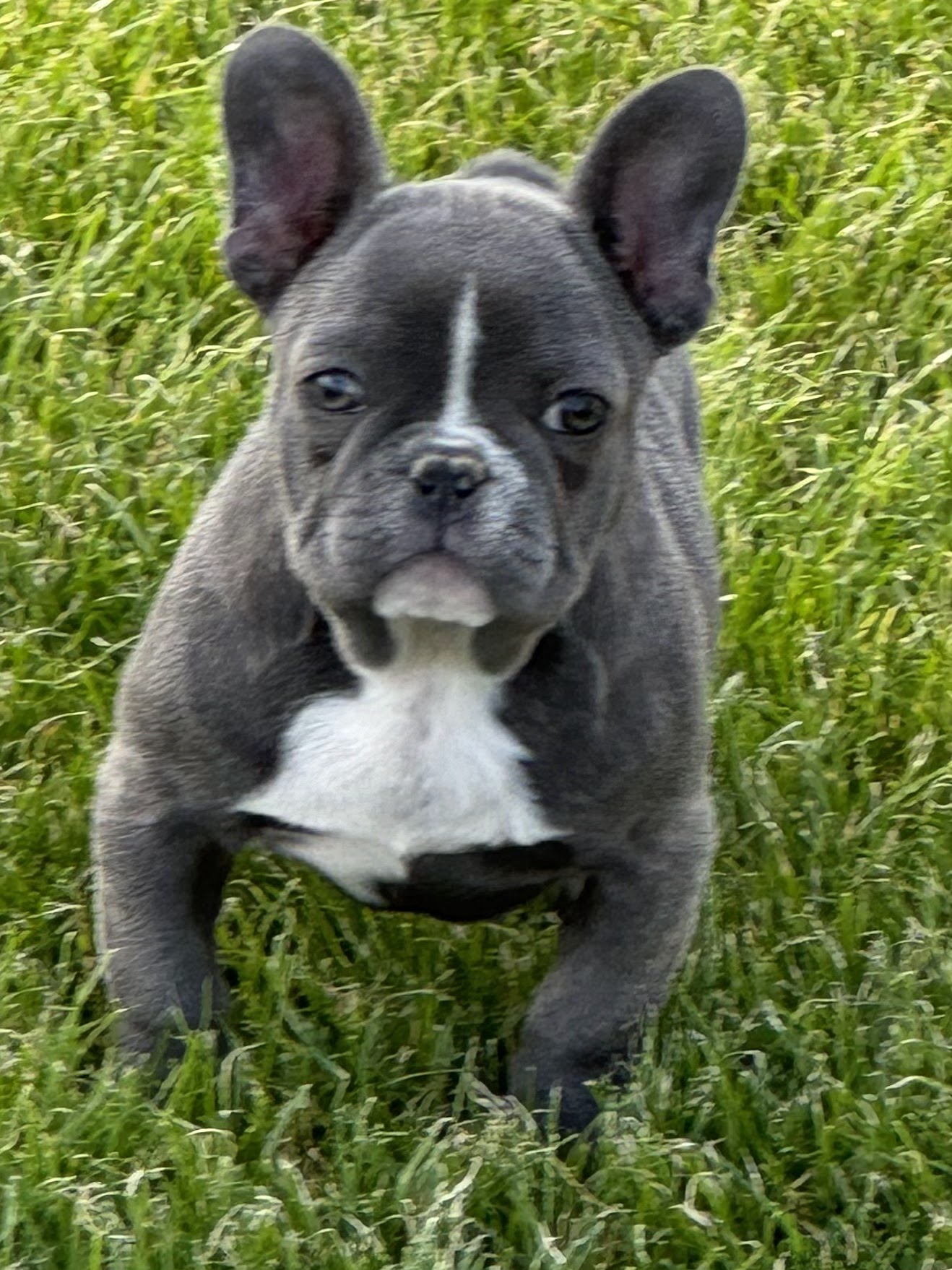 LUXURY DOGS — photo