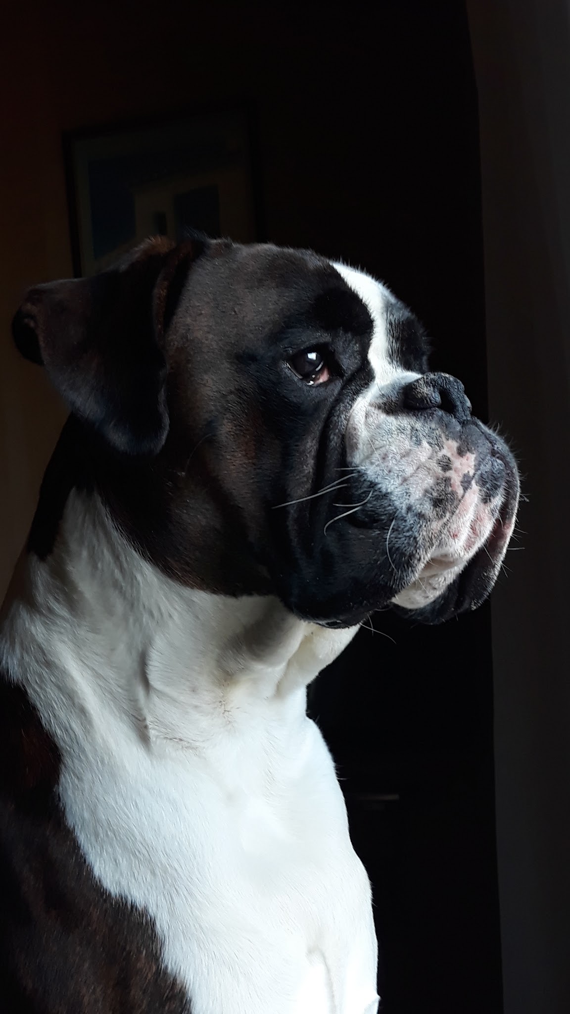 LUXURY DOGS — photo
