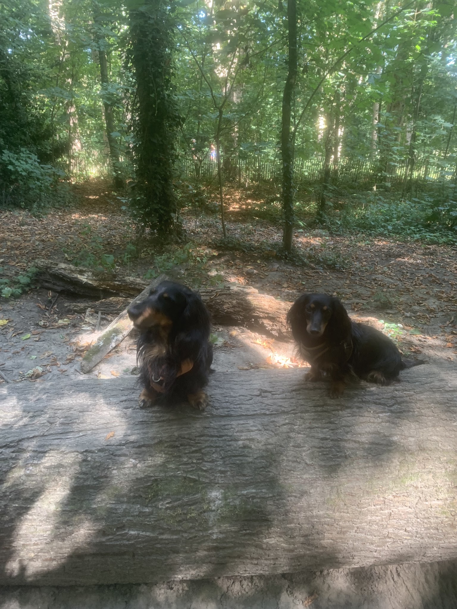 Dédé&dog — photo