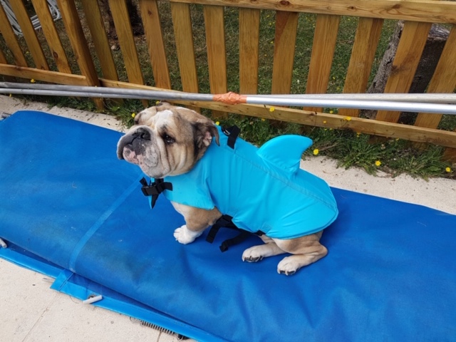 Le Domaine de Fides - Pension familiale pour chien 78 — photo