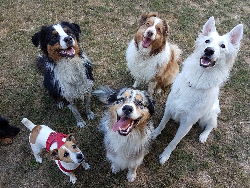 Le Domaine de Fides - Pension familiale pour chien 78 — photo