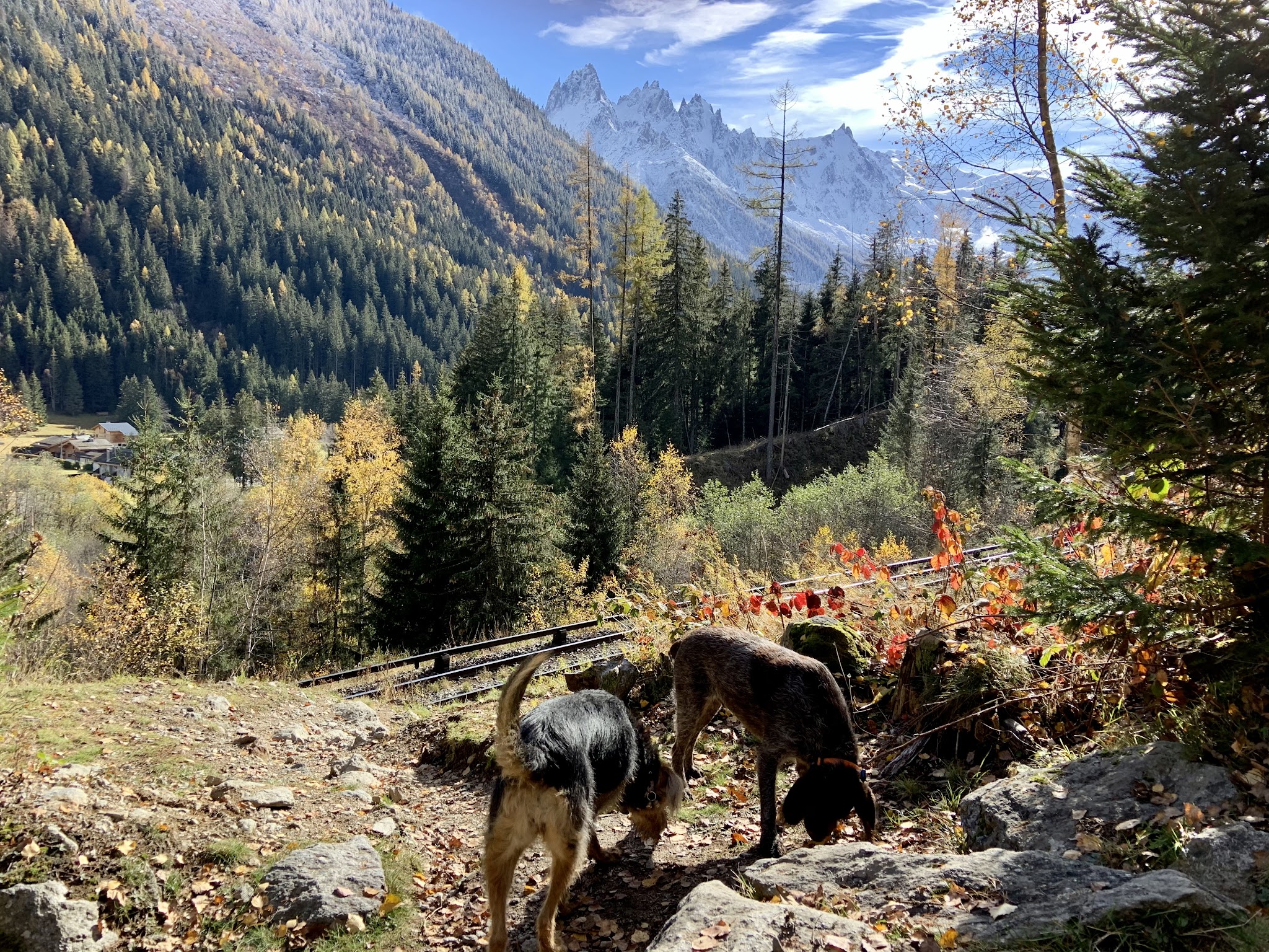Pawesome Adventures — photo