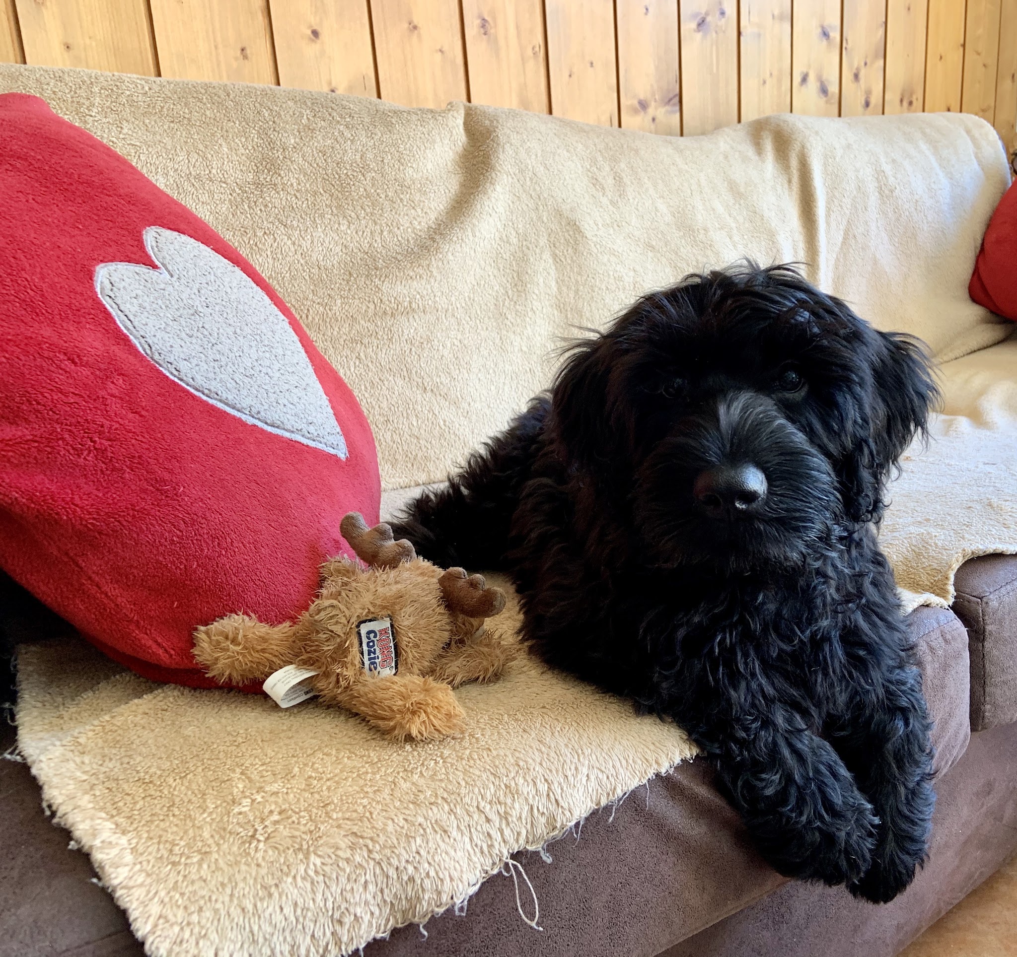 Pawesome Adventures — photo