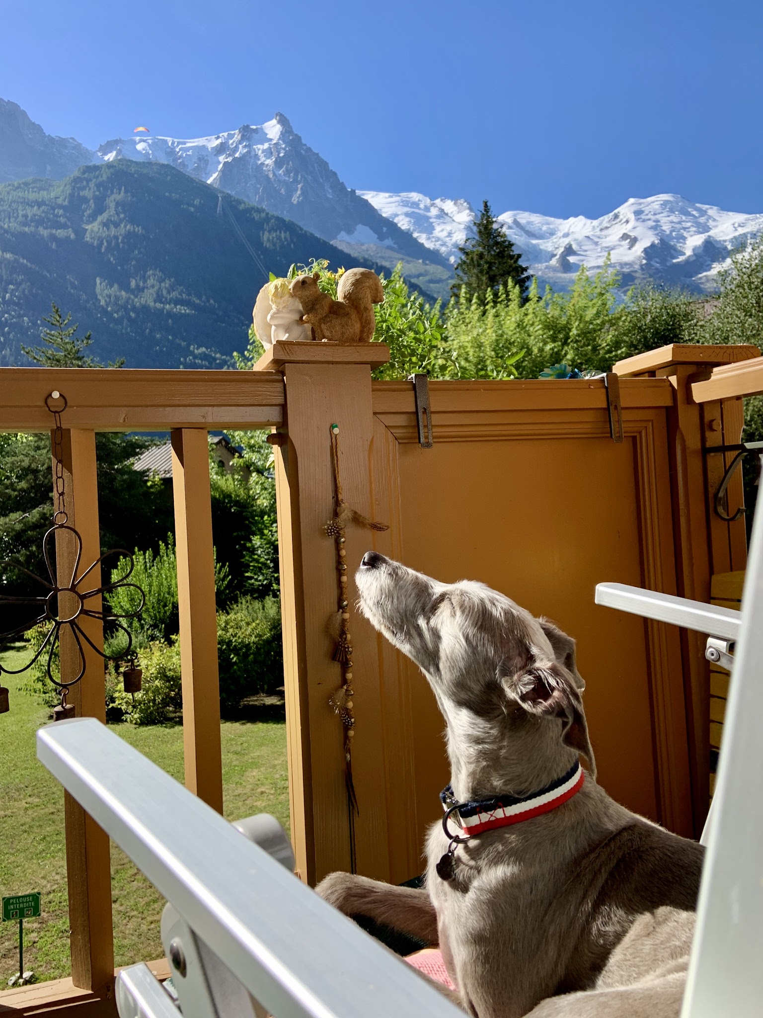 Pawesome Adventures — photo