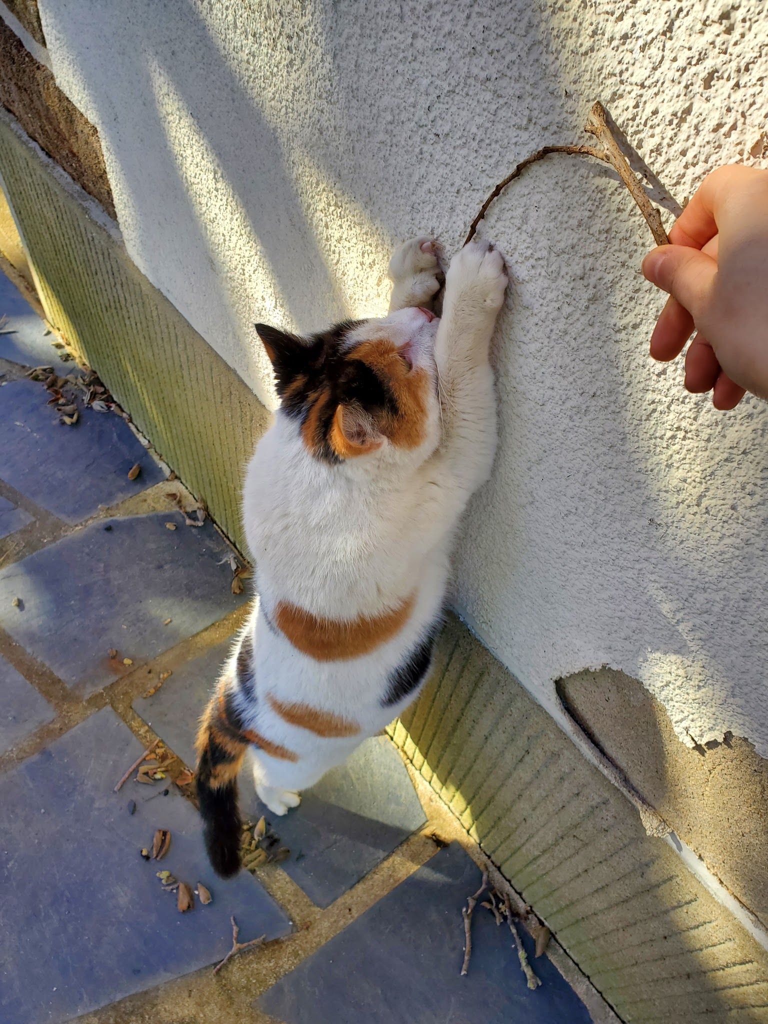La Dorloterie — photo