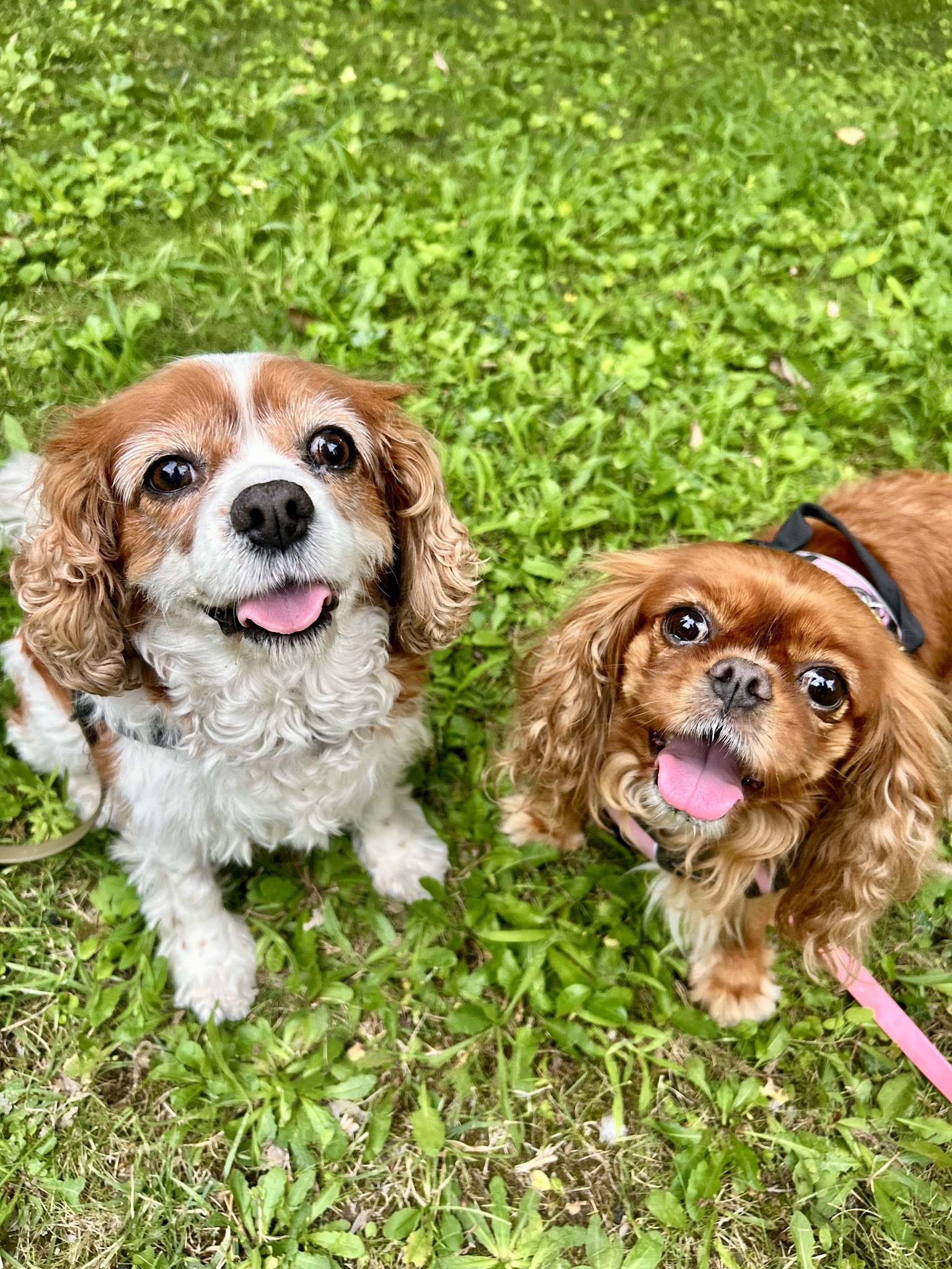 Pet Club Provence — photo
