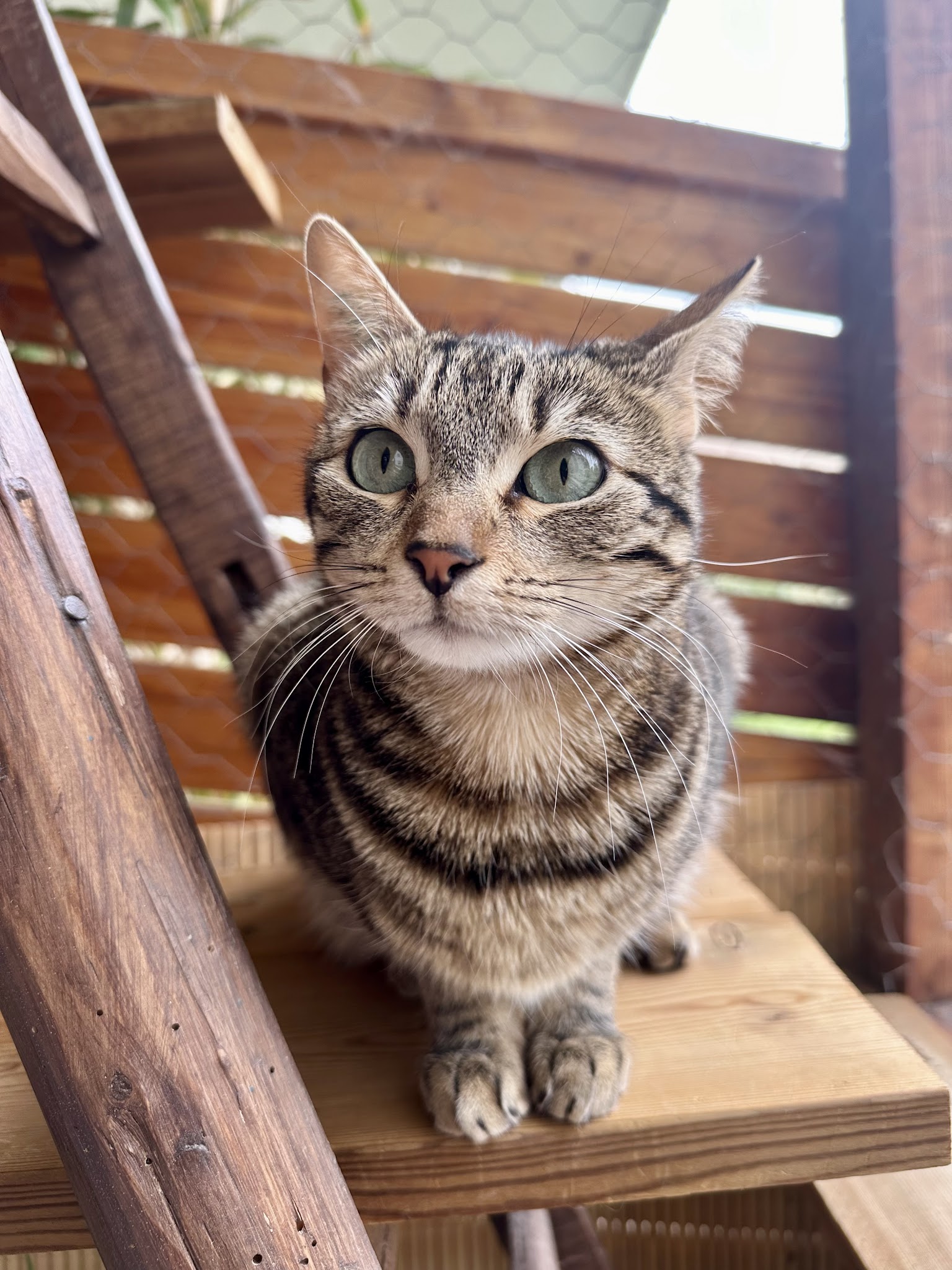 Pet Club Provence — photo