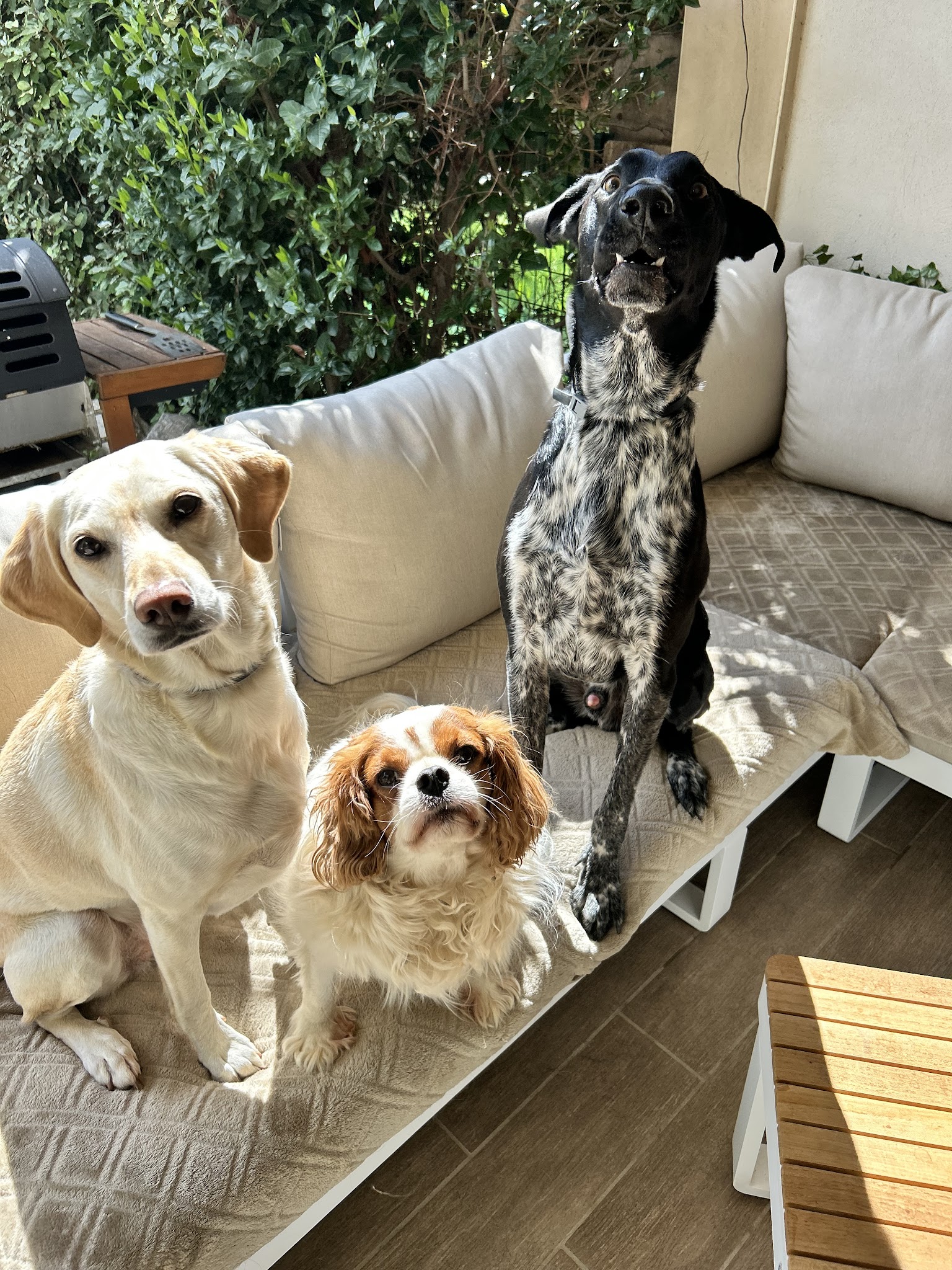 Pet Club Provence — photo