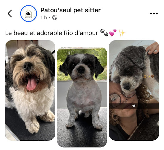 Patou’seul toilettage Et Garde d’animaux autour de St Pol sur Ternoise