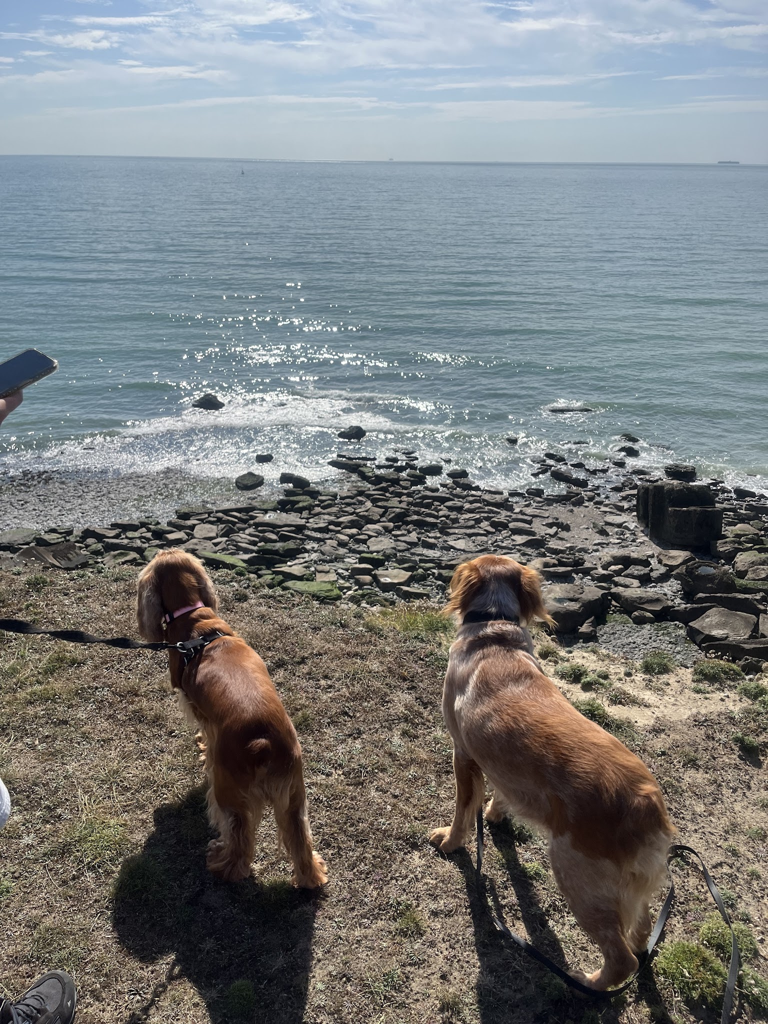 Patou’seul toilettage Et Garde d’animaux autour de St Pol sur Ternoise — photo