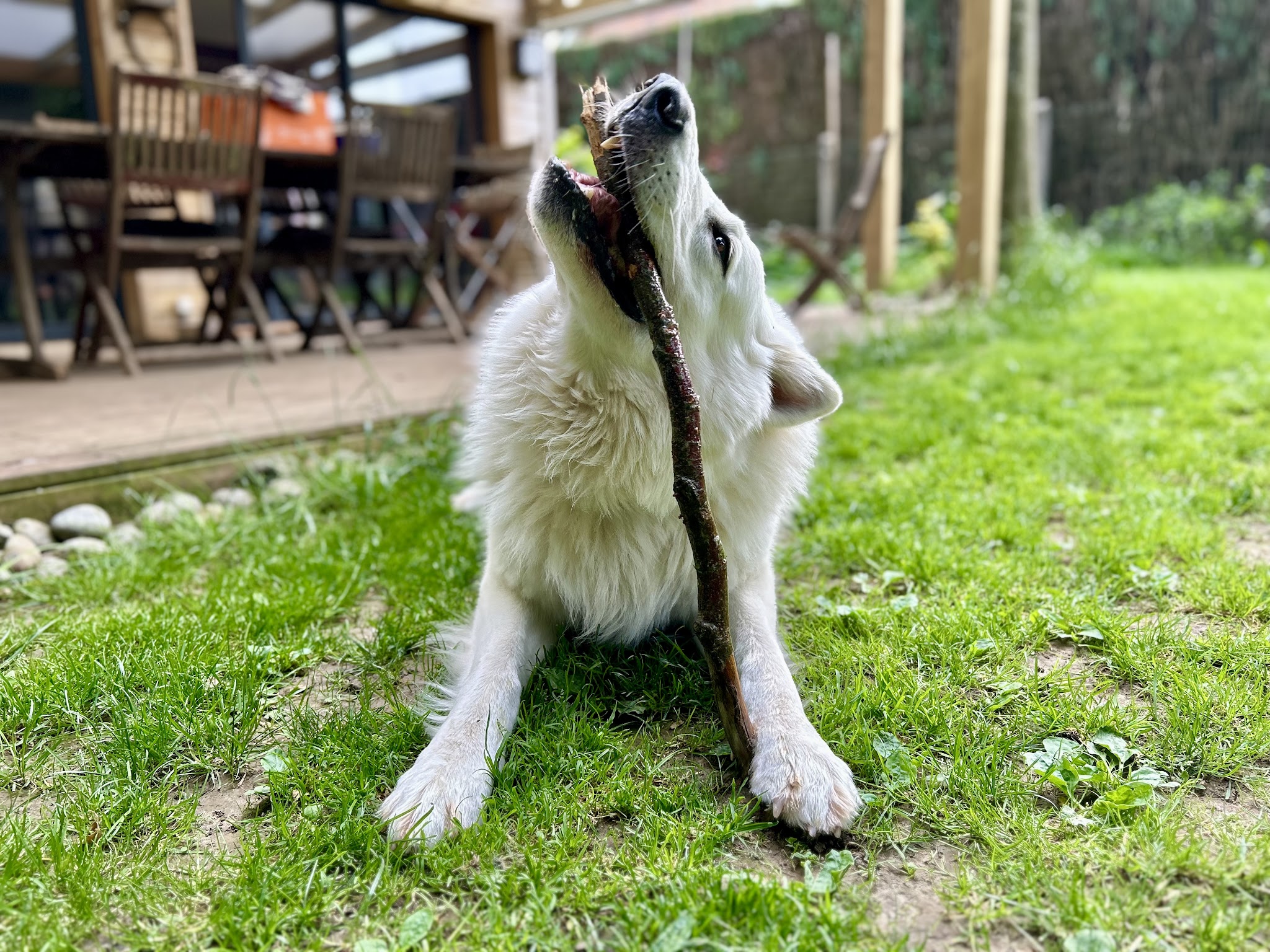 Patou’seul toilettage Et Garde d’animaux autour de St Pol sur Ternoise — photo