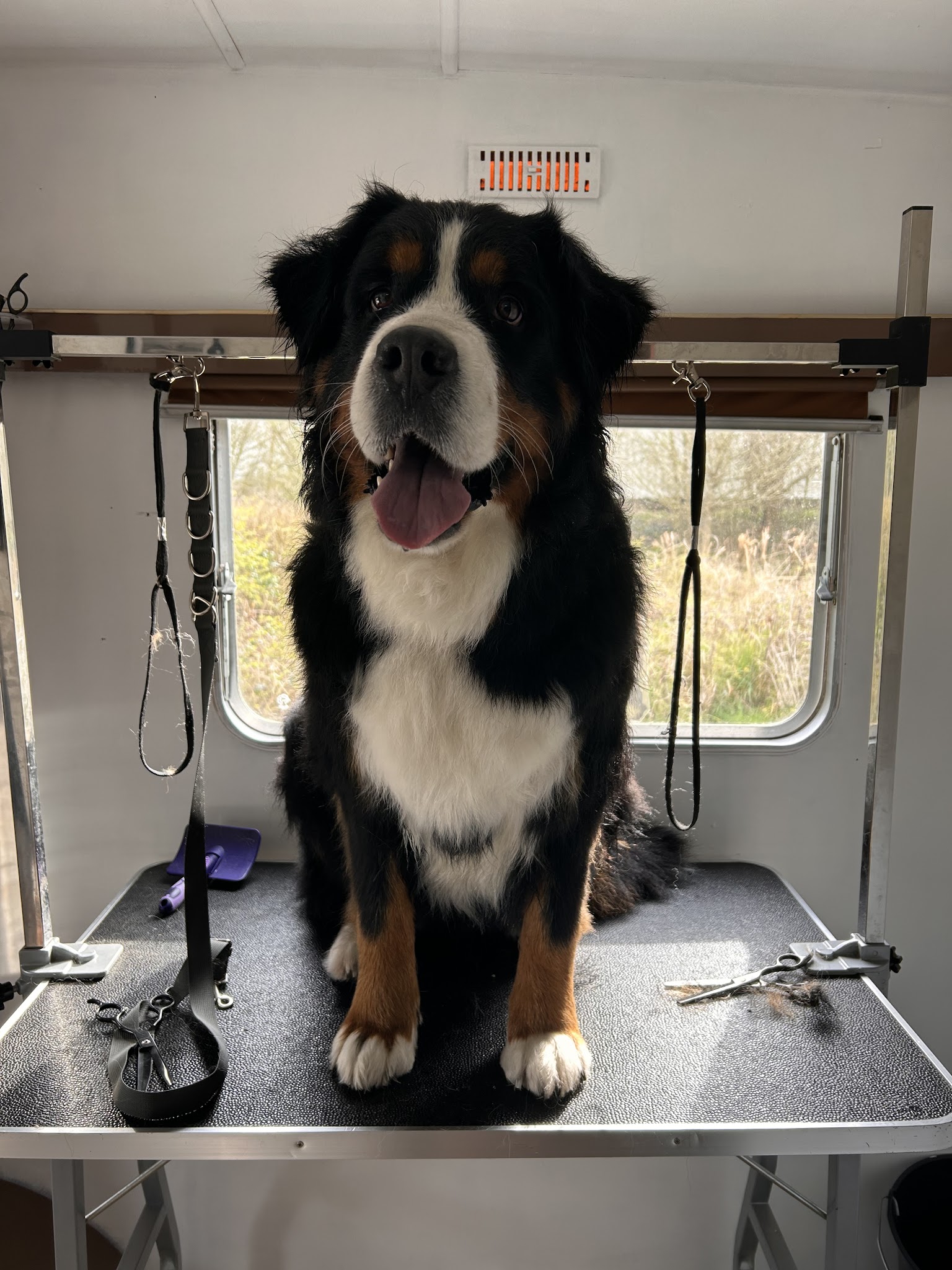 Patou’seul toilettage Et Garde d’animaux autour de St Pol sur Ternoise — photo