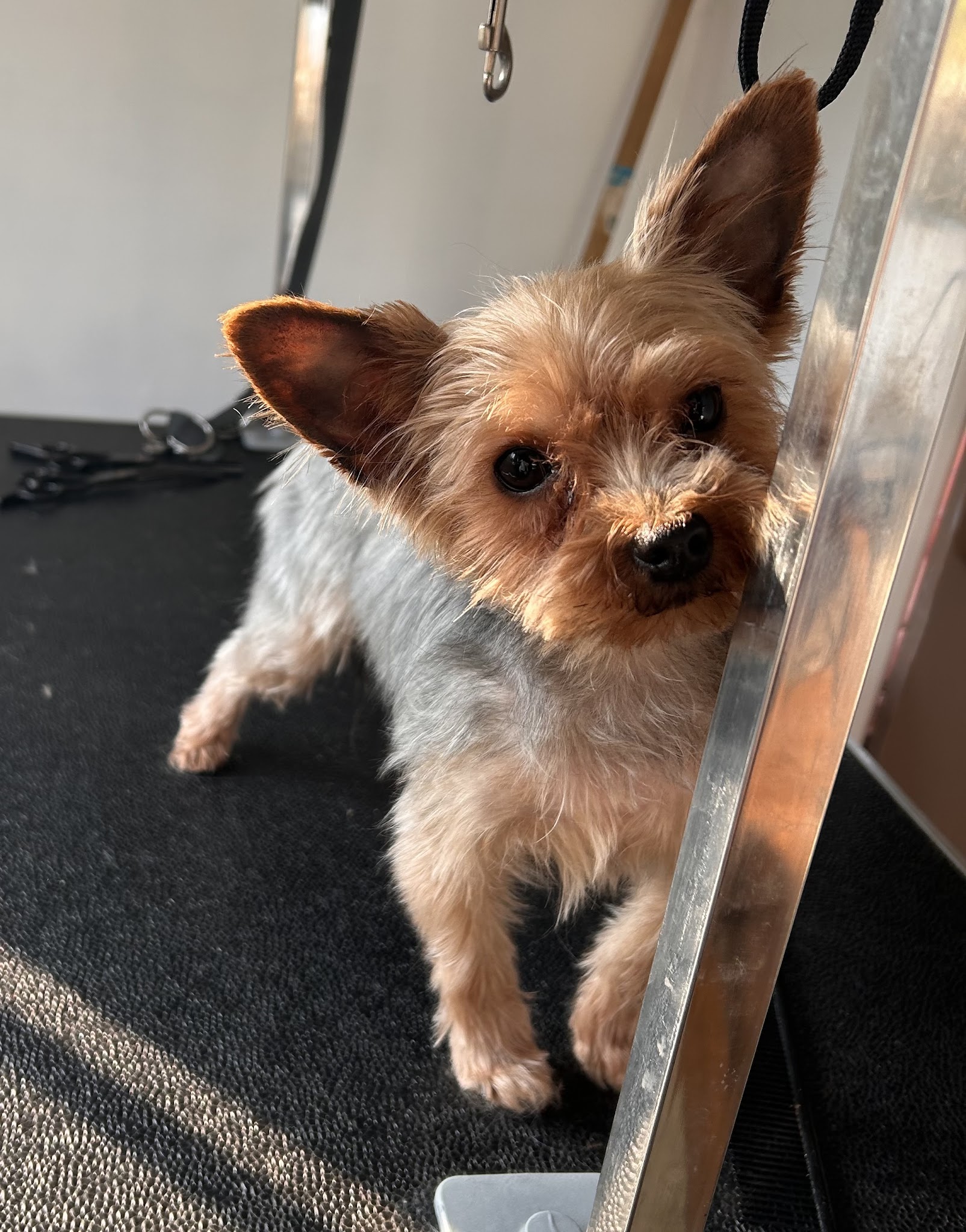 Patou’seul toilettage Et Garde d’animaux autour de St Pol sur Ternoise — photo