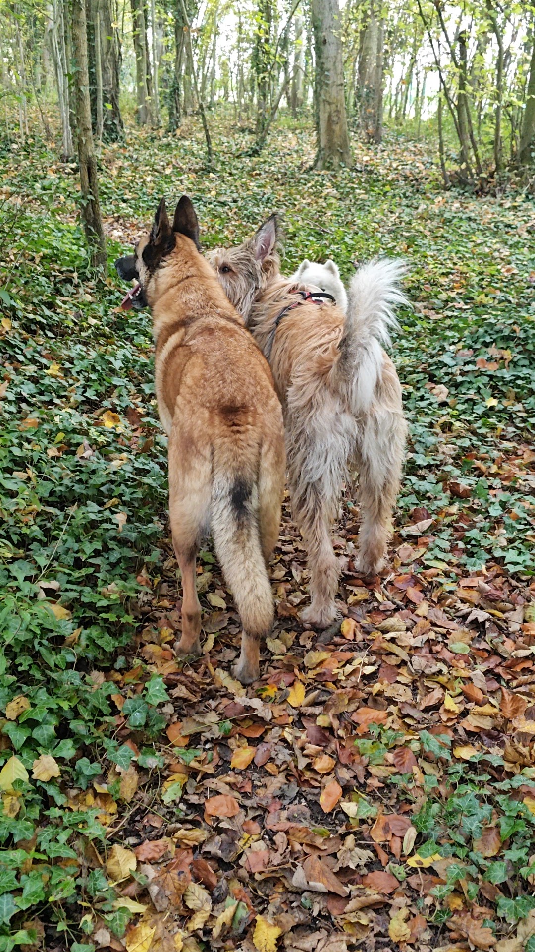 La Casa di Cane — photo