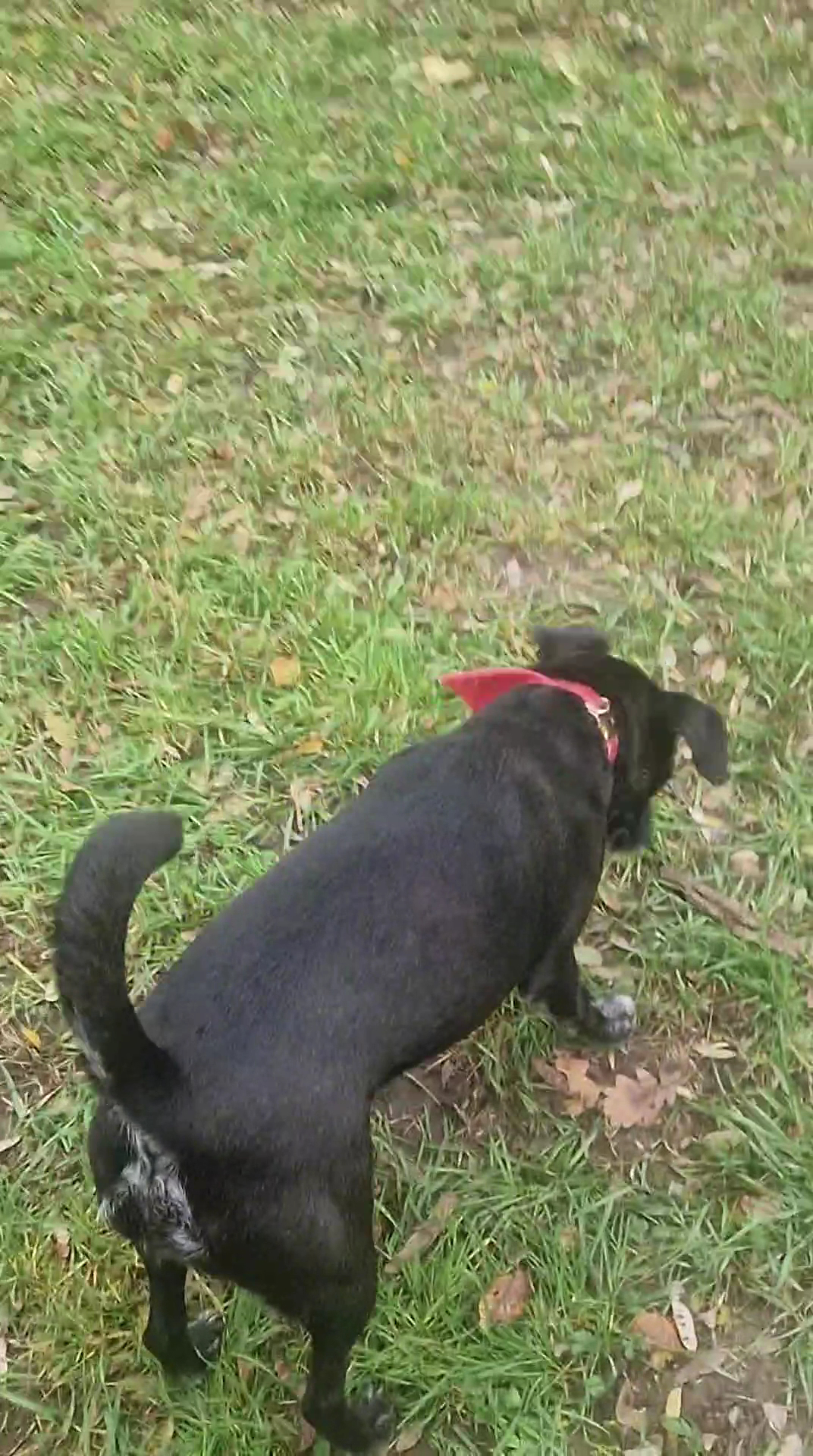 Doggypark — photo