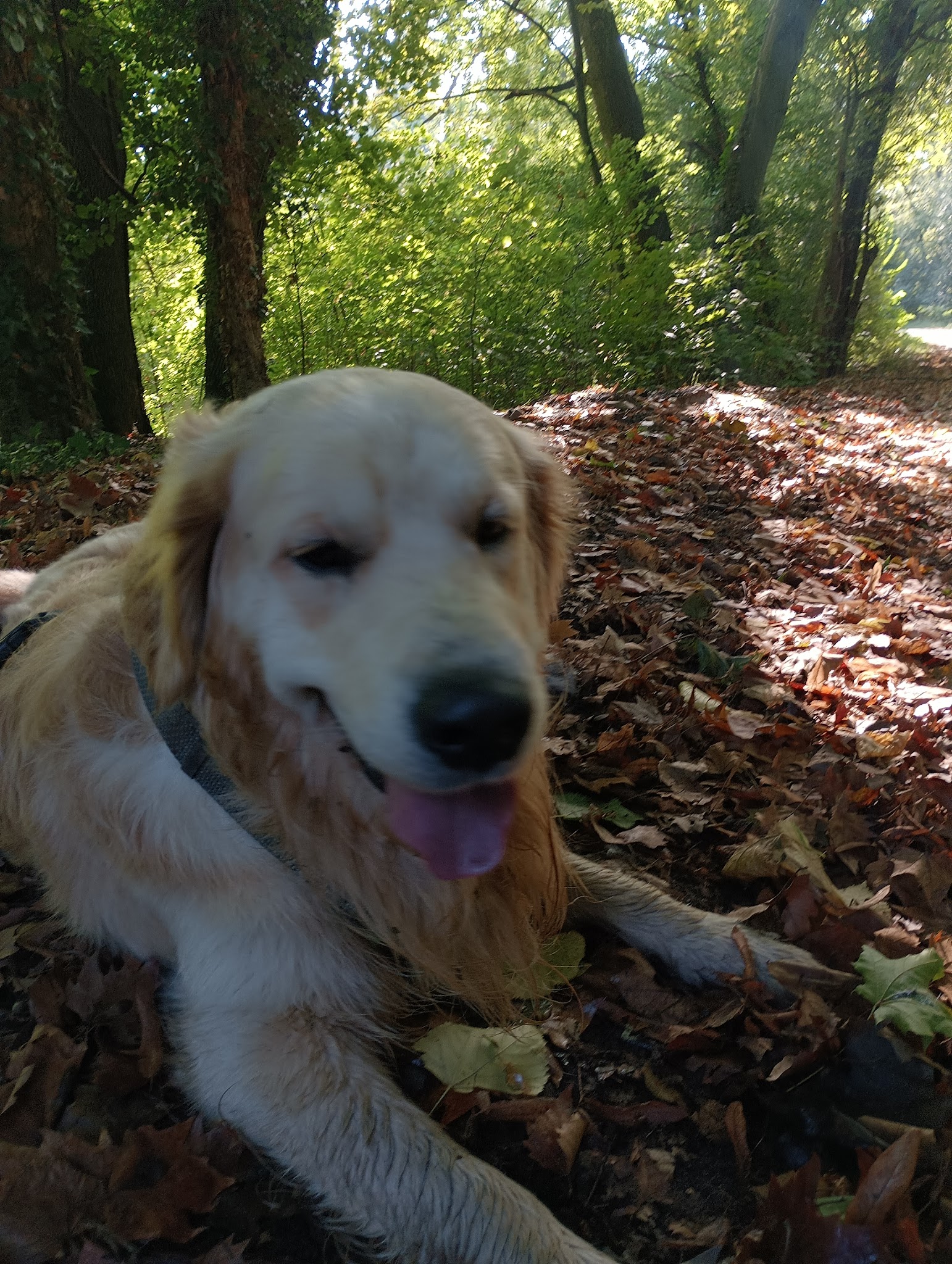 Doggypark