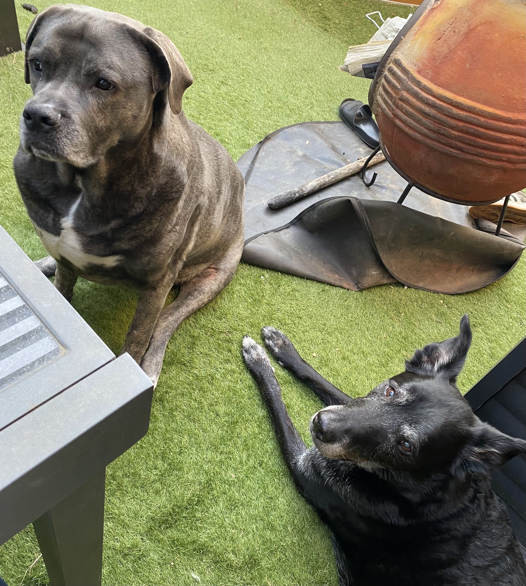 Garde ma patte - Garde d'animaux-Massage canin - Education canine- Narbonne — photo