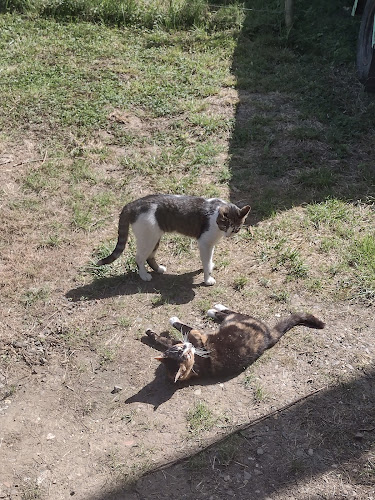 Garde animaux à domicile Anim'Adom