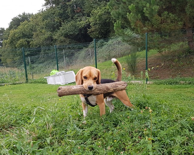 Pension canine Los Pelluts — photo