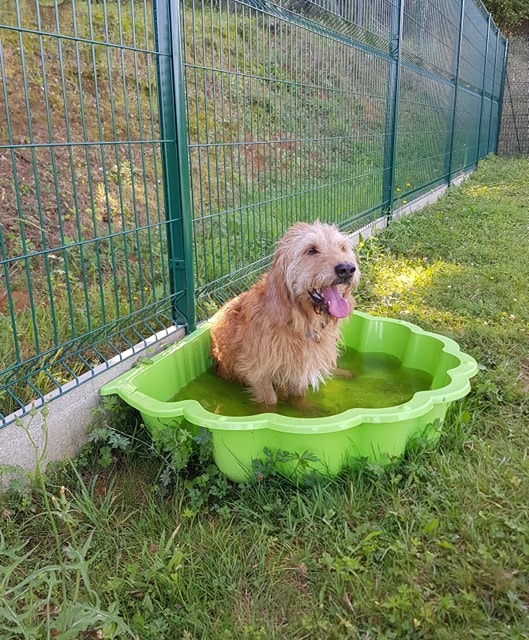 Pension canine Los Pelluts — photo