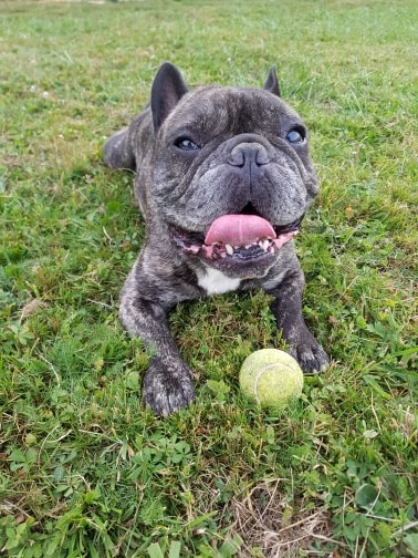 Pension canine Los Pelluts — photo