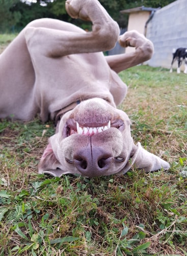 Pension canine Los Pelluts — photo