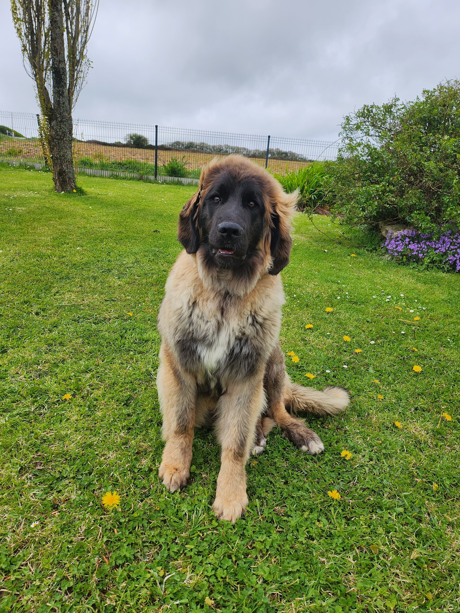 Centre Canin de la Baie — photo