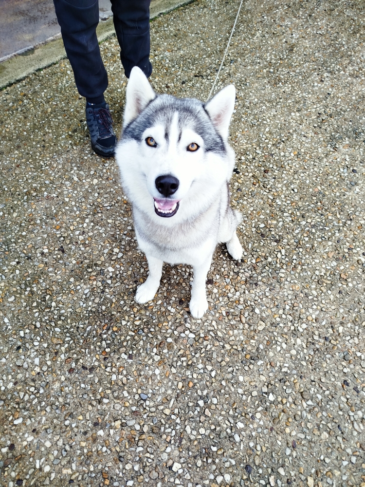 Centre Canin de la Baie — photo