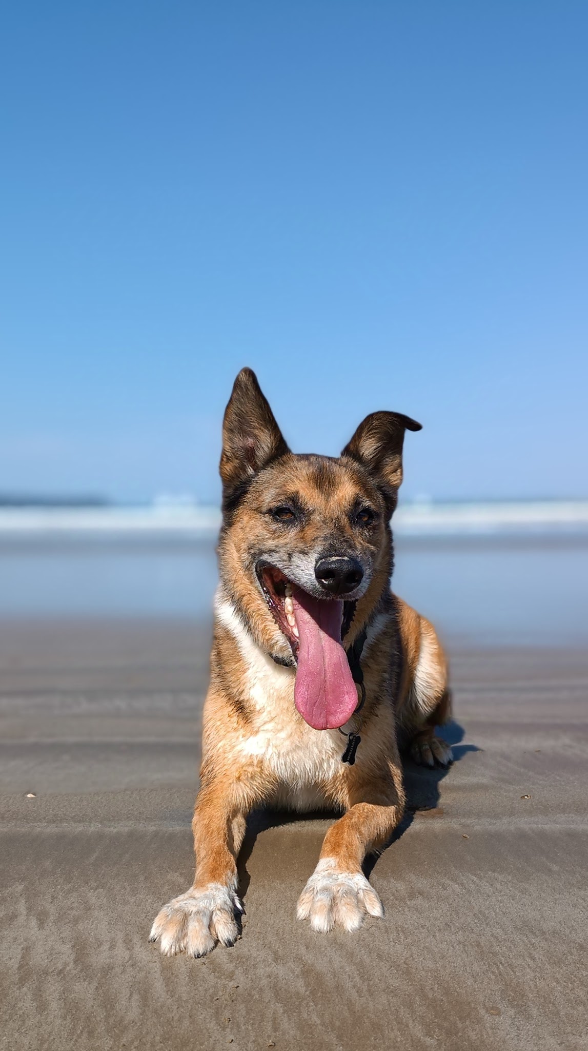 Centre Canin de la Baie — photo