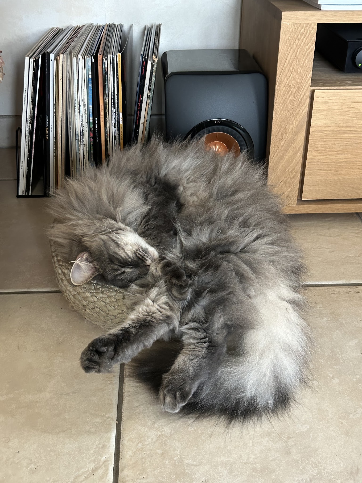 Gang de Patounes - Pet Sitter & Éducateur canin Bordeaux — photo