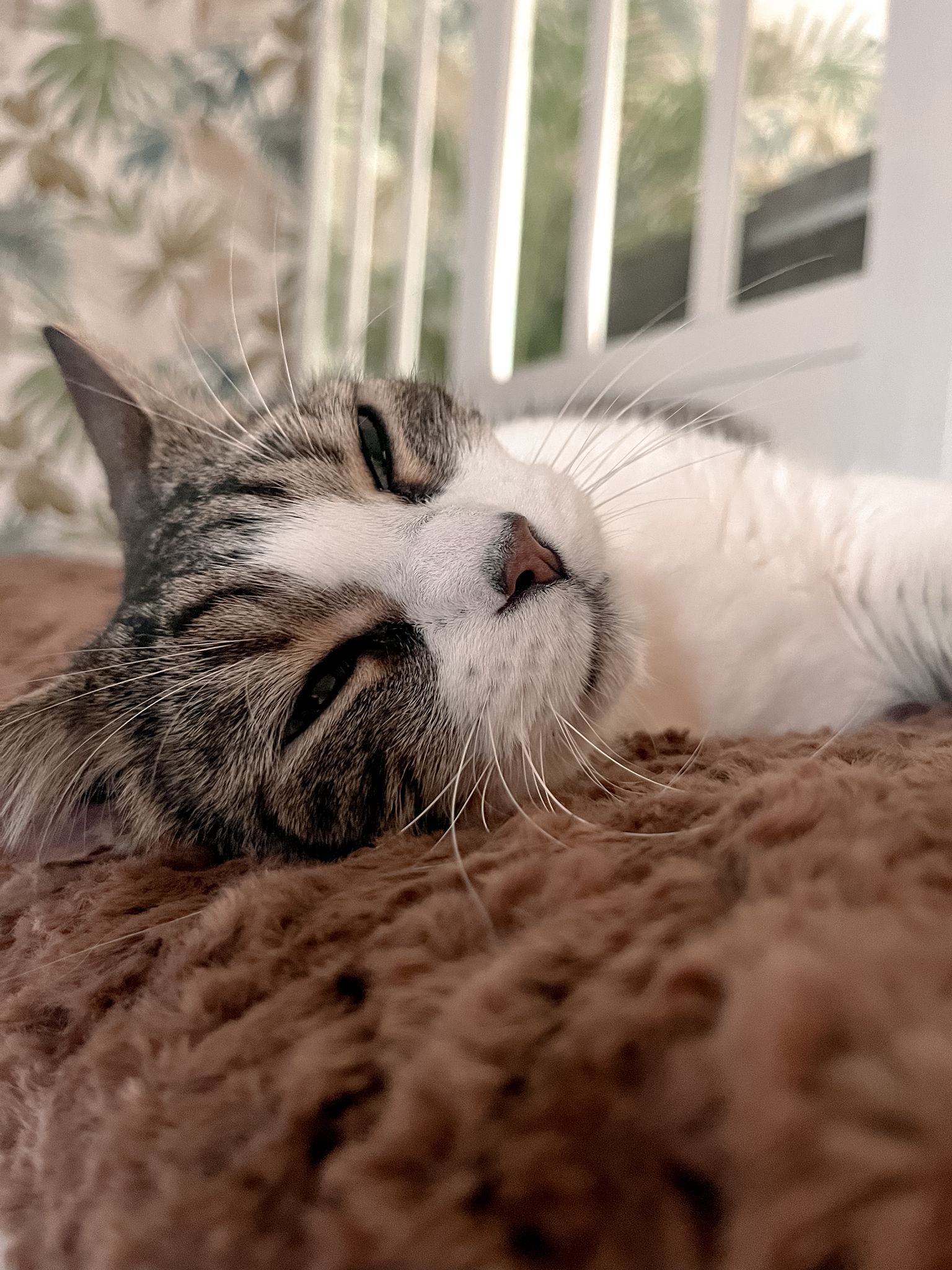 Gang de Patounes - Pet Sitter & Éducateur canin Bordeaux — photo