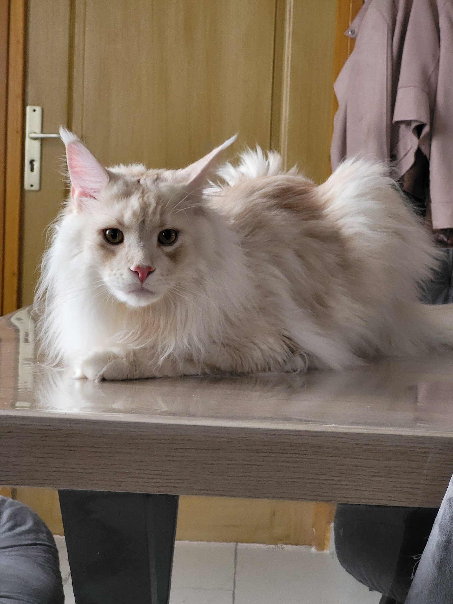 Pet Services - Bien-être animal — photo