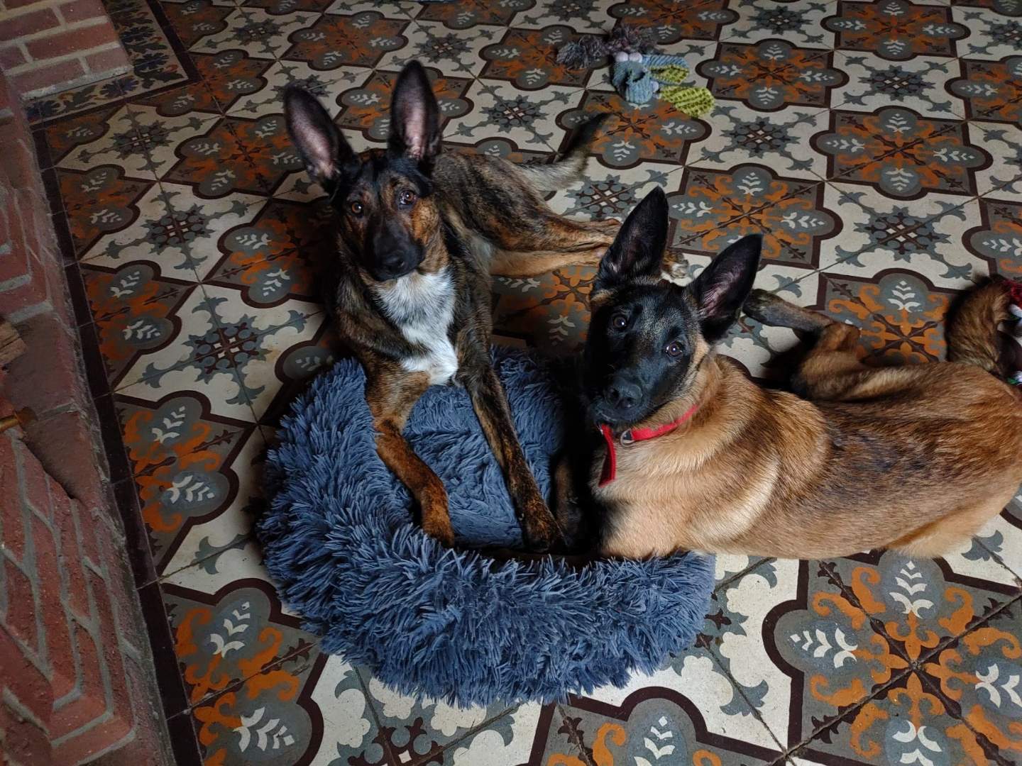 Pet Services - Bien-être animal — photo