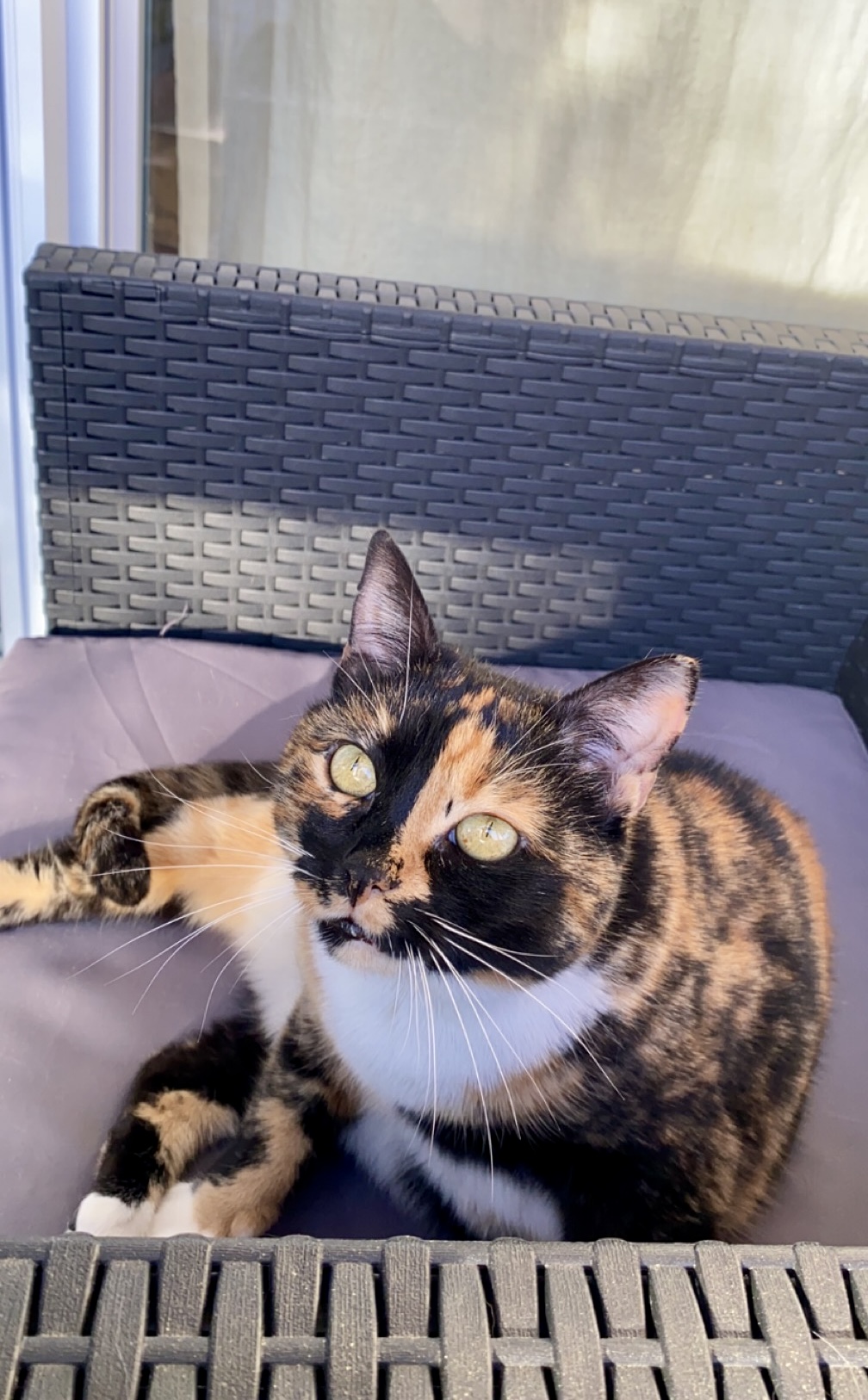 Relax Cat Dog — photo
