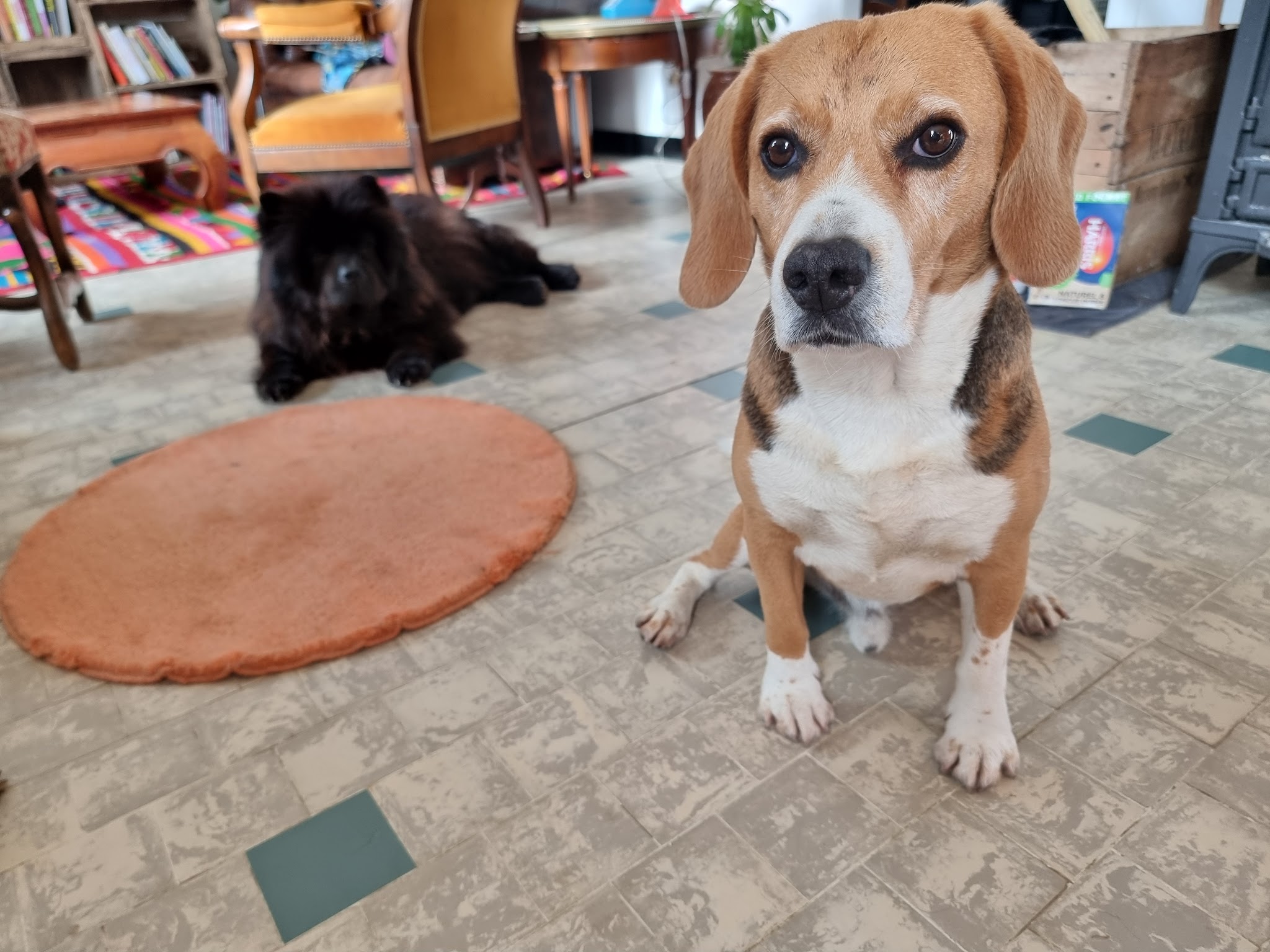 Debbie et les chiens — photo