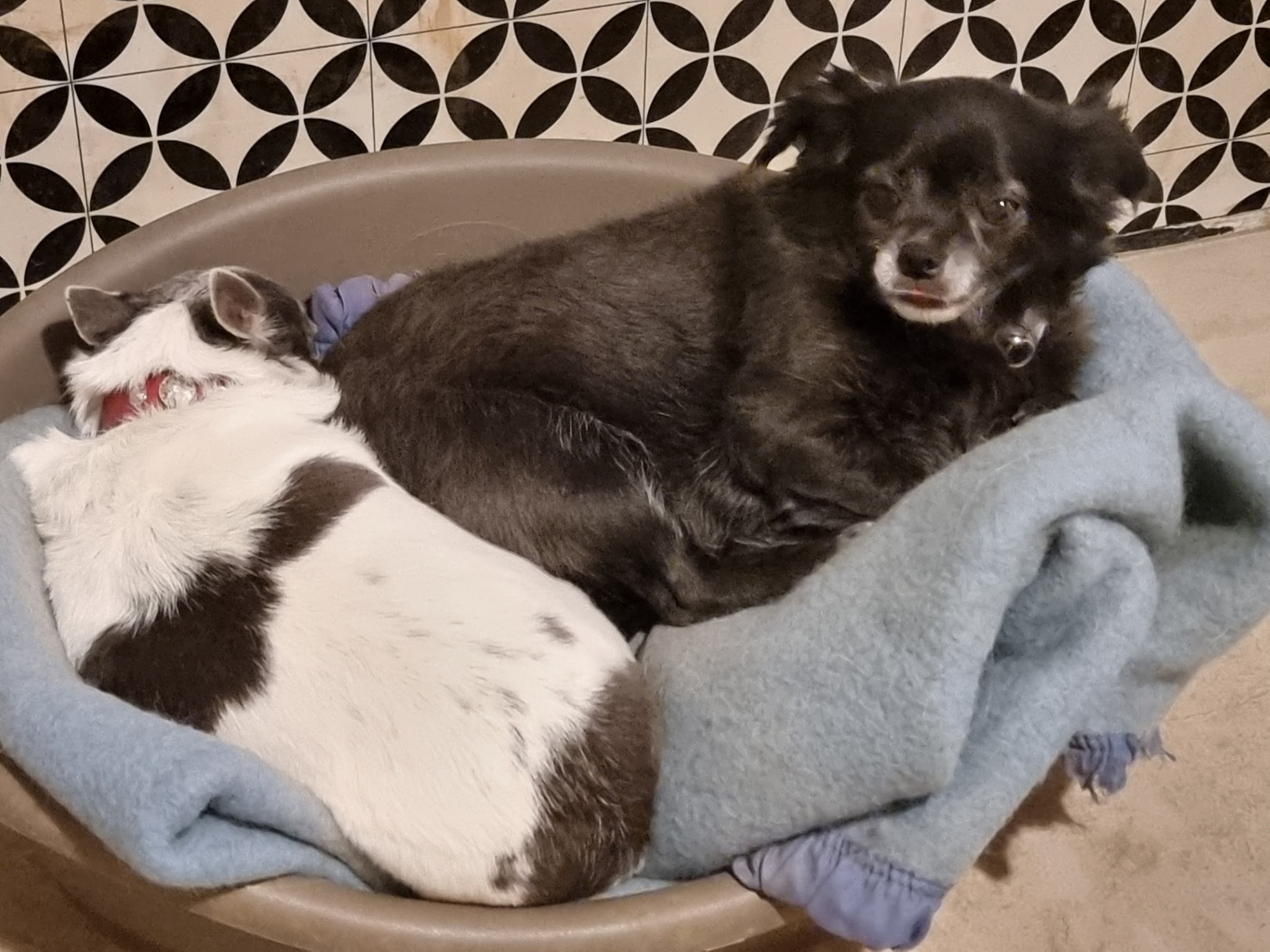 Debbie et les chiens — photo