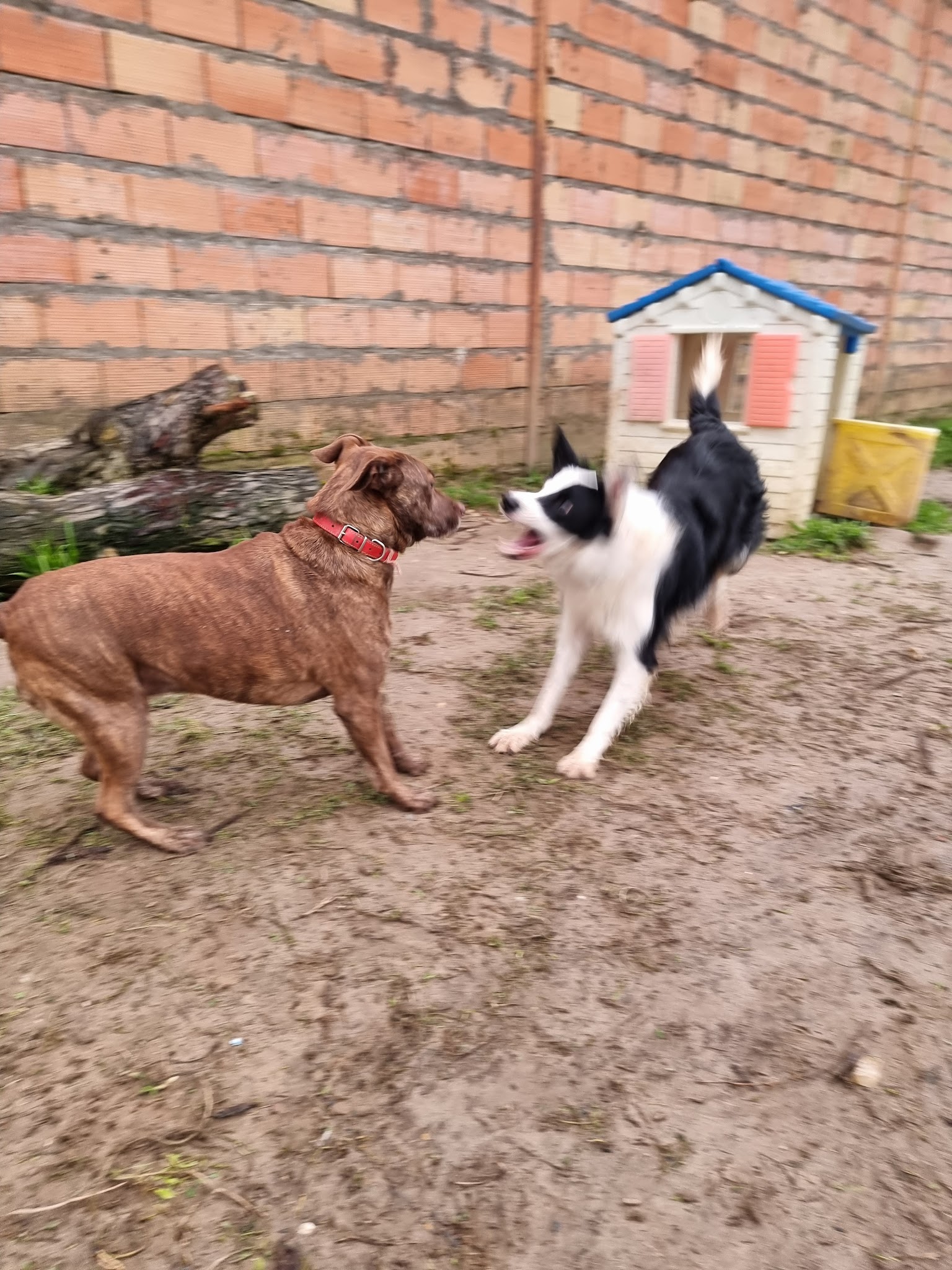 Debbie et les chiens — photo