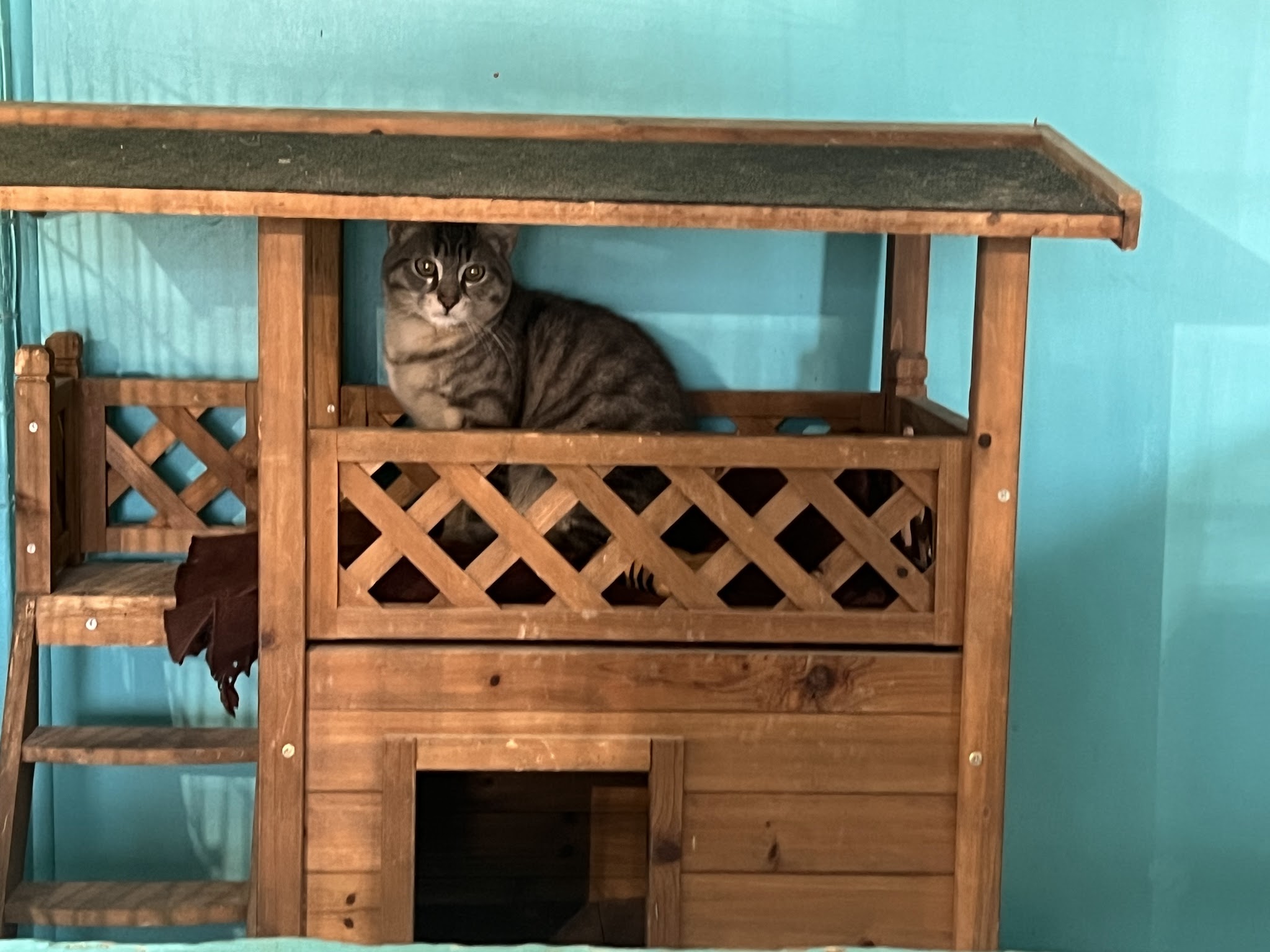 Figaro et compagnie — photo