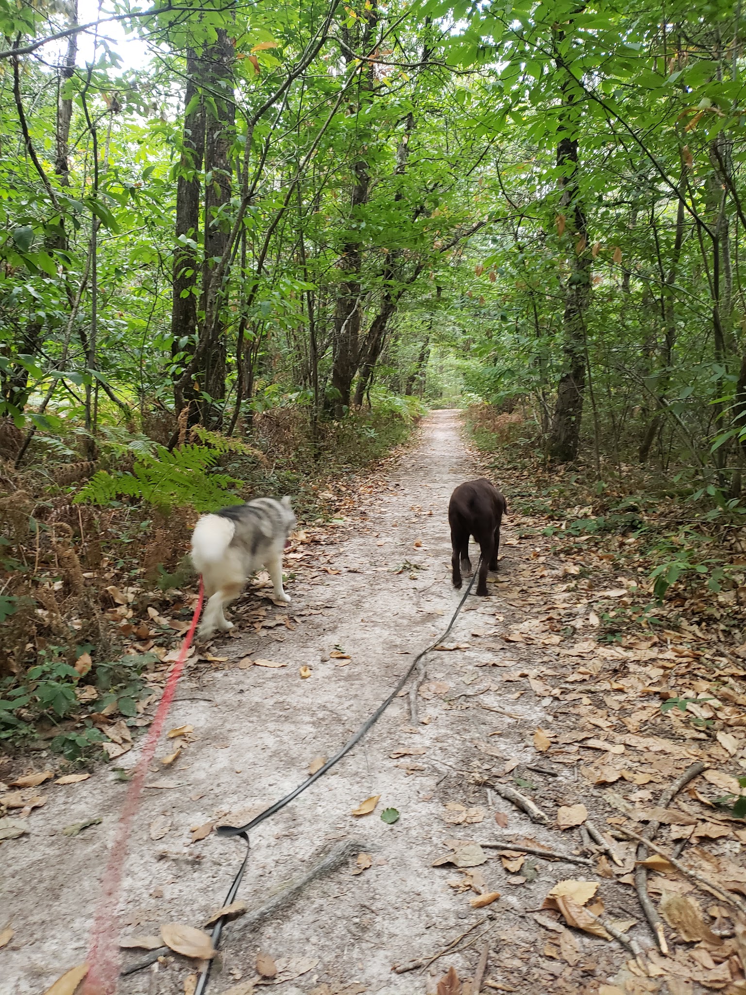 Pattes Blanches et Bienveillantes — photo